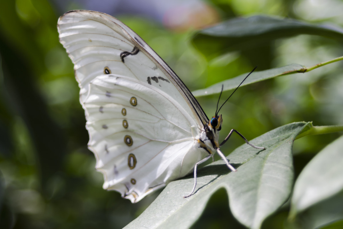 Canon EF 35-80mm f/4-5.6 sample photo. Butterflies at butterfly wonderland photography