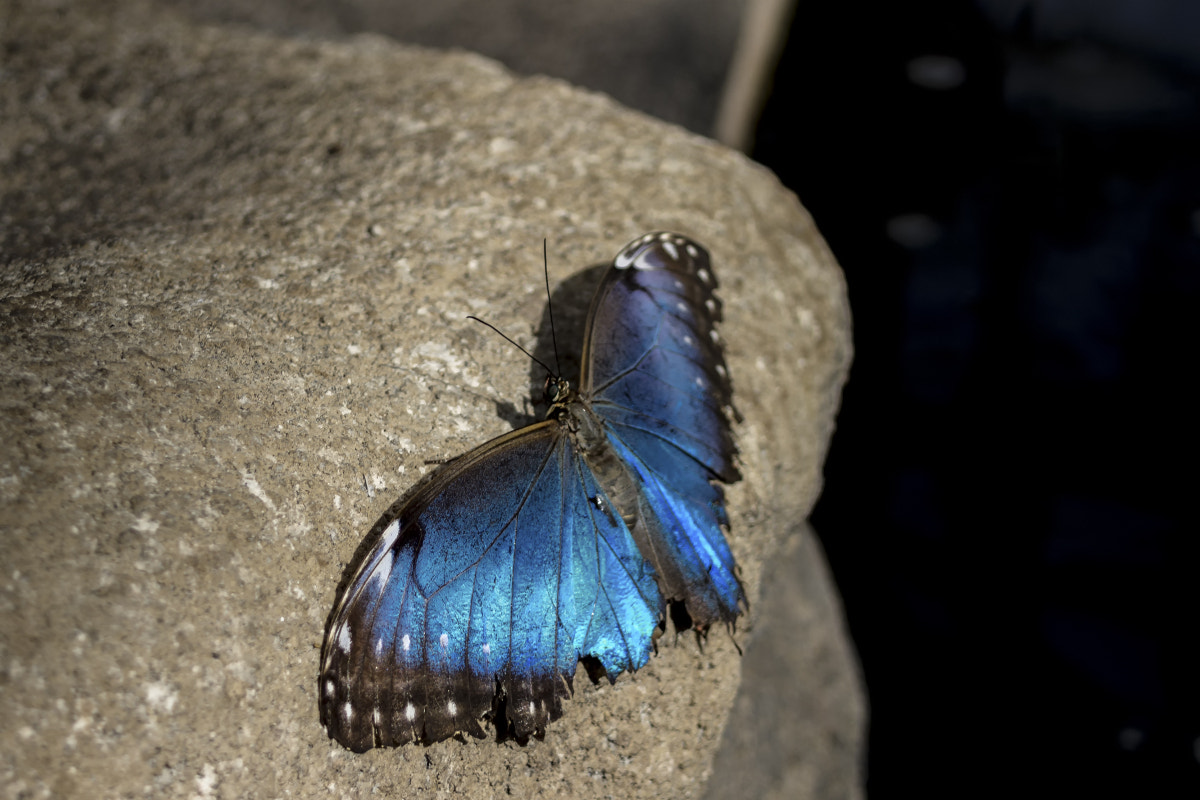 Canon EF 35-80mm f/4-5.6 sample photo. Butterflies at butterfly wonderland photography