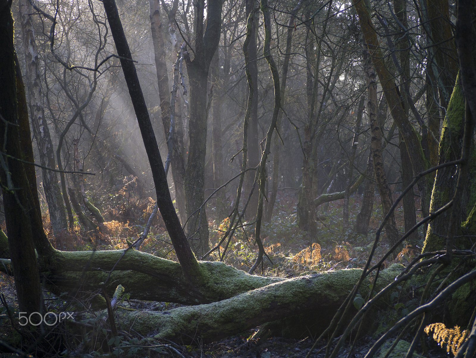 Panasonic Lumix G Vario 45-200mm F4-5.6 OIS sample photo. Frosty woodland photography