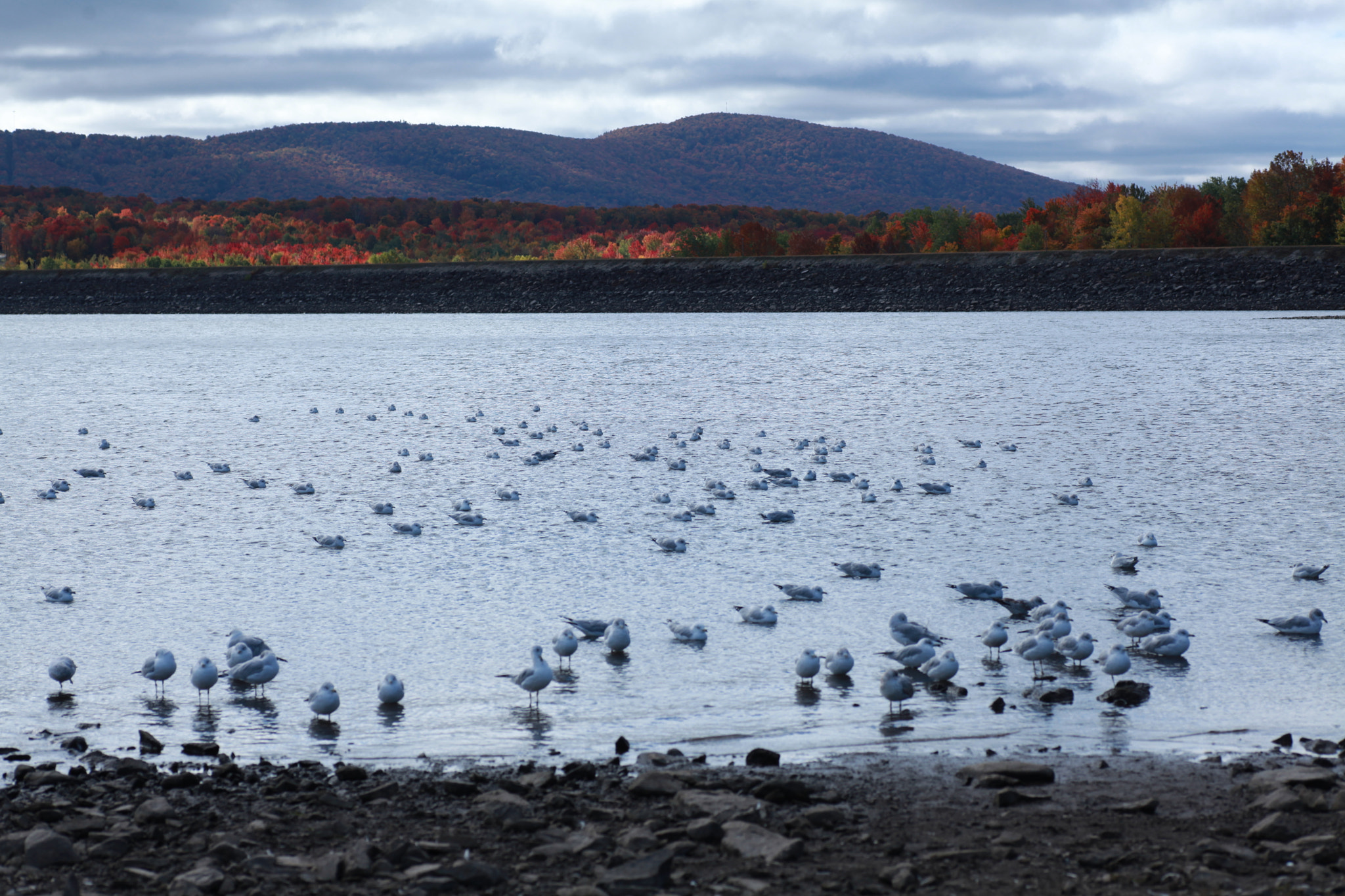 Canon EOS 5D Mark II + Tamron SP AF 90mm F2.8 Di Macro sample photo. Peaceful fall in the eastern townships photography