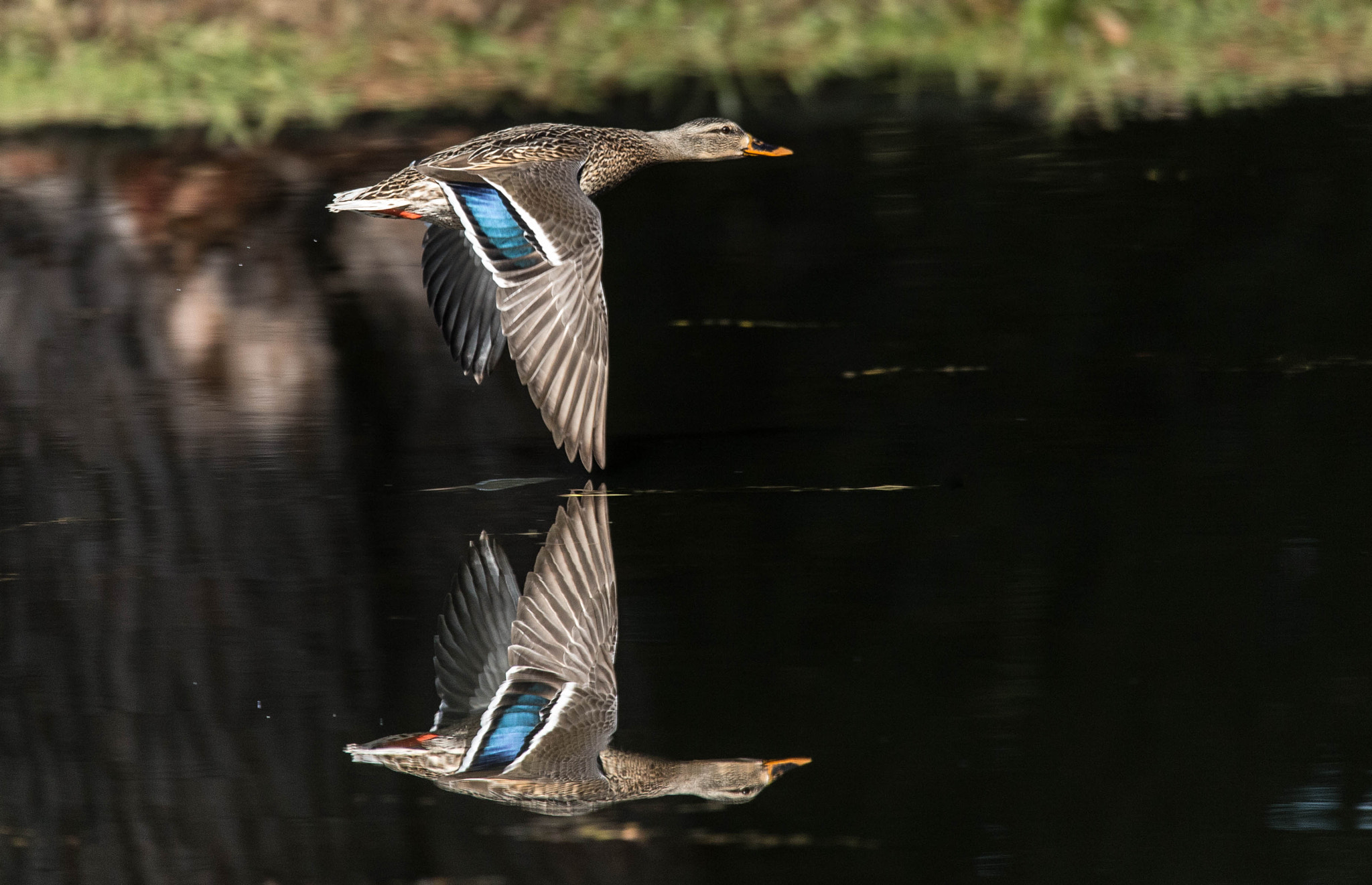150-600mm F5-6.3 DG OS HSM | Contemporary 015 sample photo. Mallard reflection photography