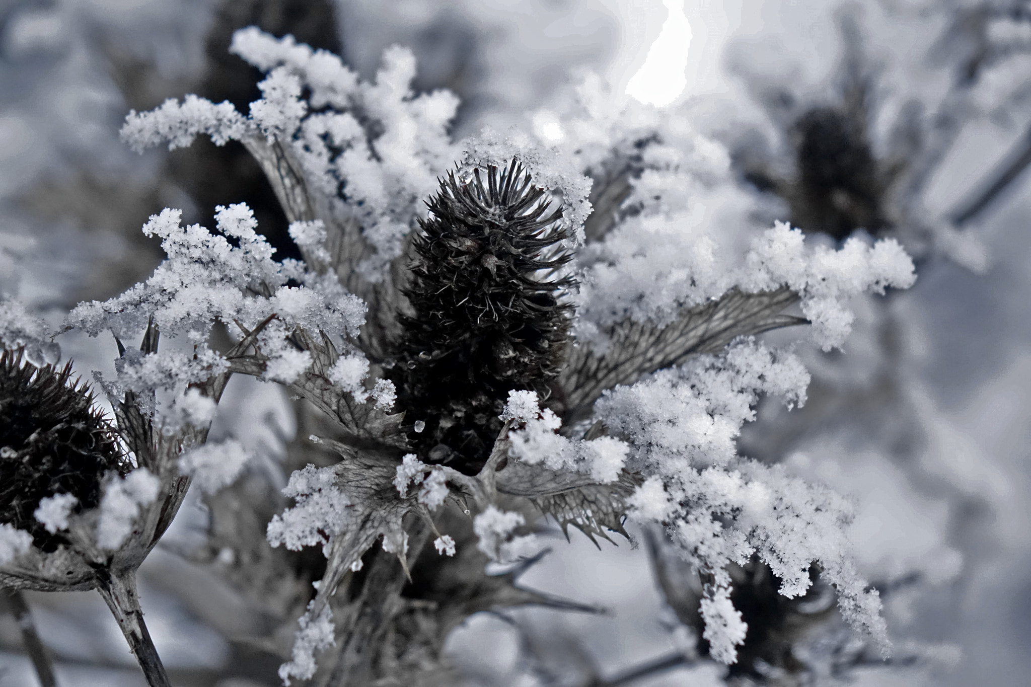 Sony 24-200mm F2.8 sample photo. The ice queen photography
