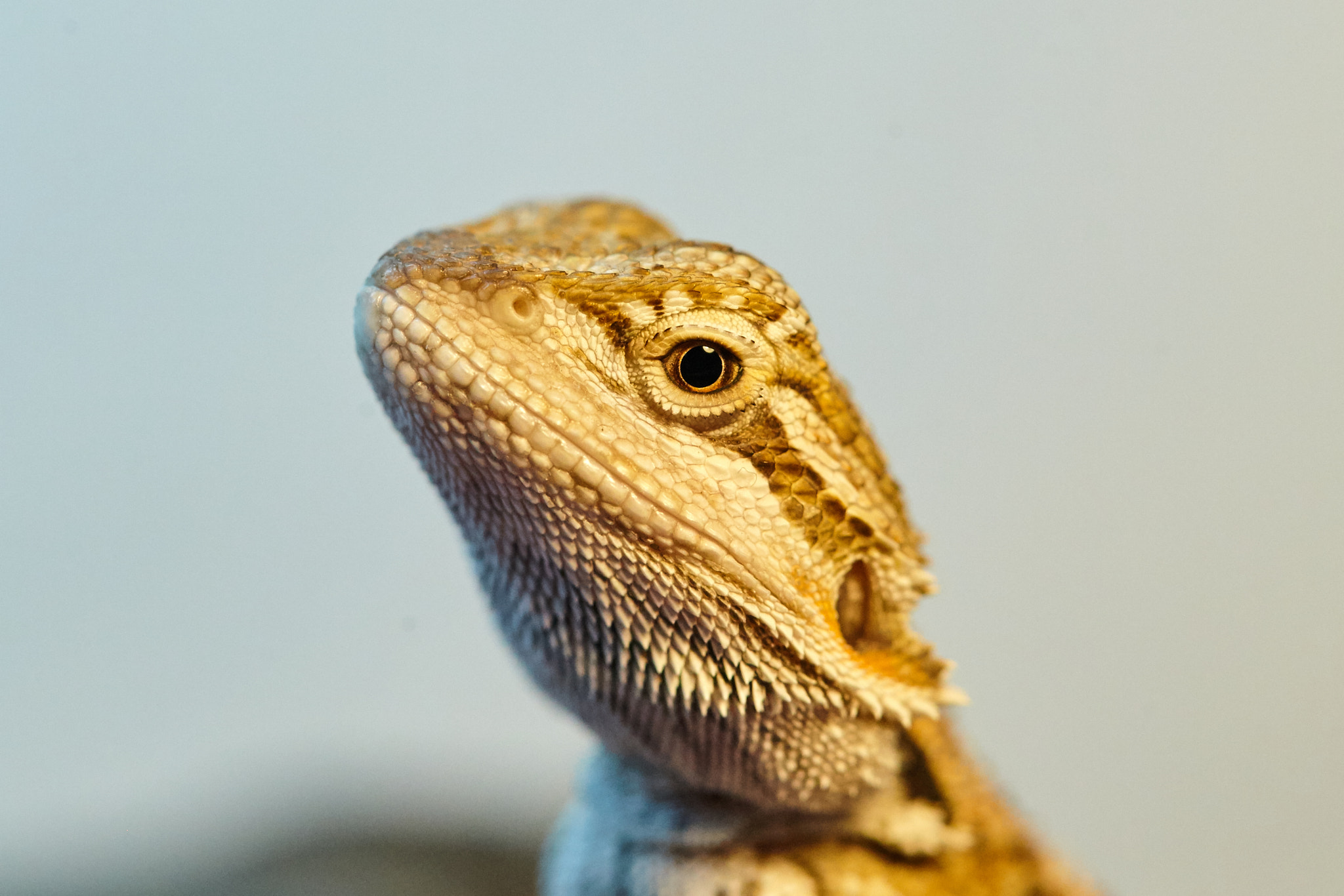 Canon EF 100mm F2.8L Macro IS USM sample photo. Ulsei photography