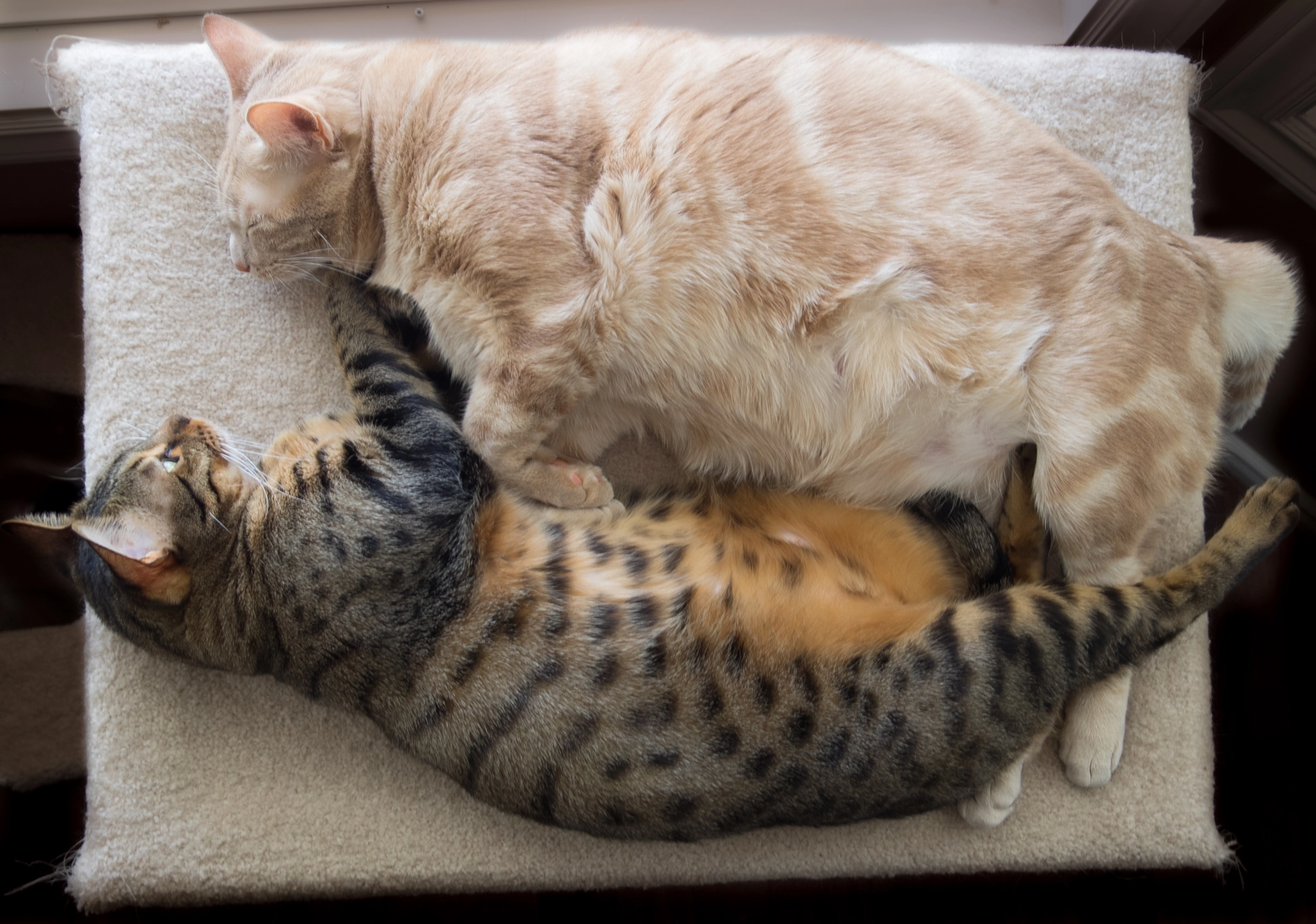 Olympus OM-D E-M1 sample photo. Fat and really fat photography