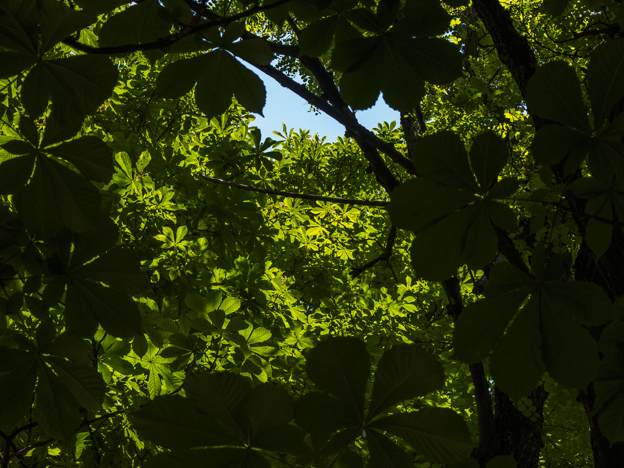 LUMIX G VARIO 45-150/F4.0-5.6 sample photo. Window to the sky photography