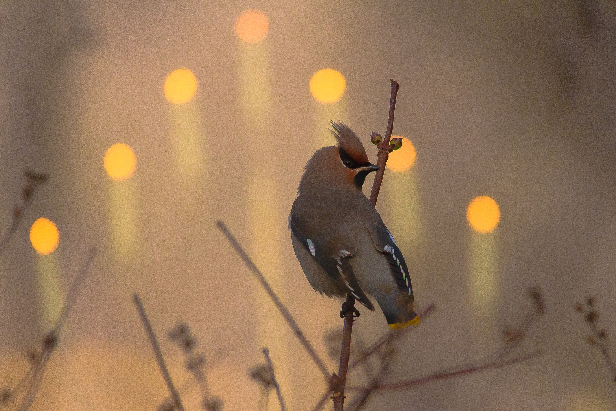 Canon EOS 7D + Sigma 150-500mm F5-6.3 DG OS HSM sample photo. A waxwing painting photography