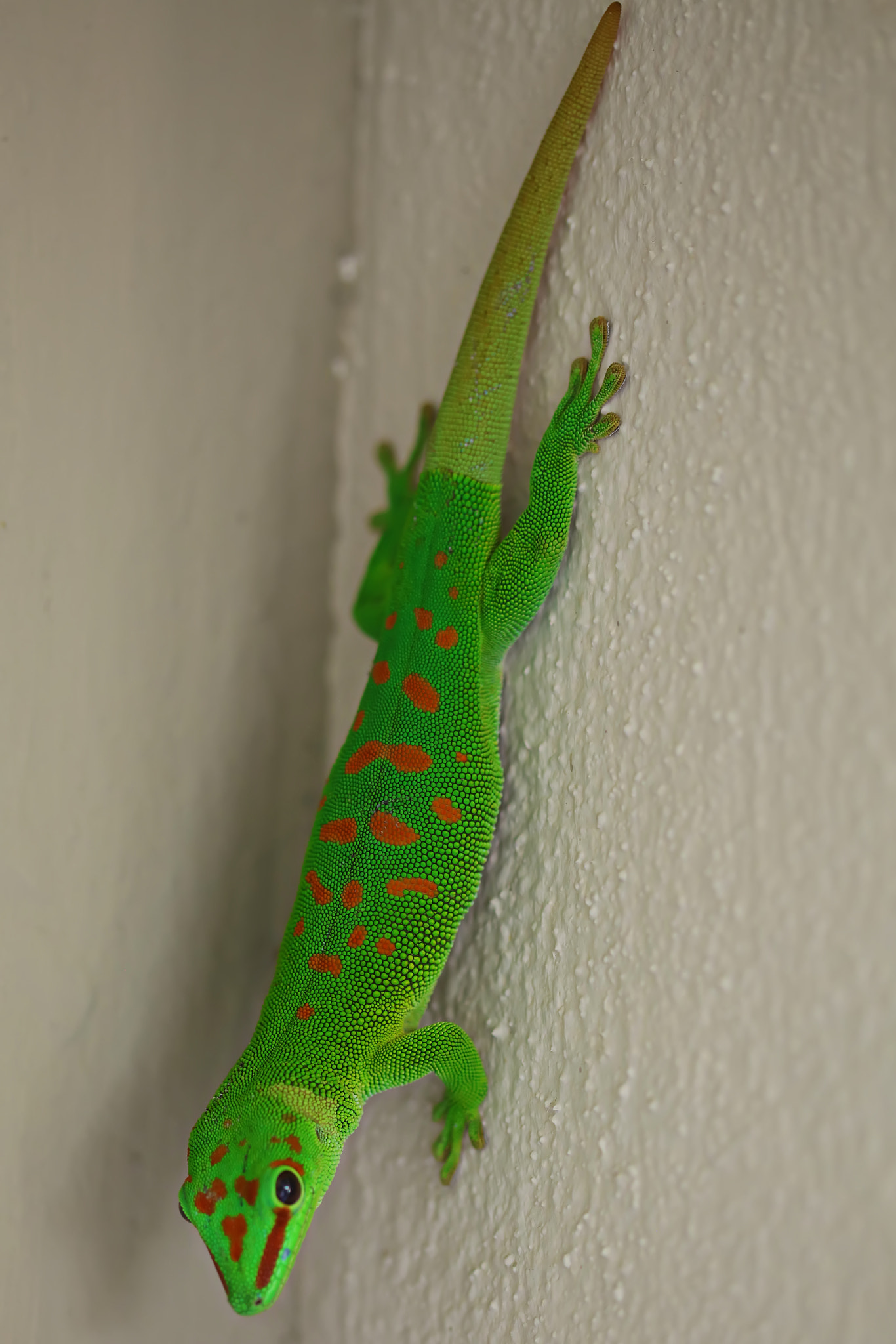 Canon EF 100mm F2.8 Macro USM sample photo. How cute am i? photography