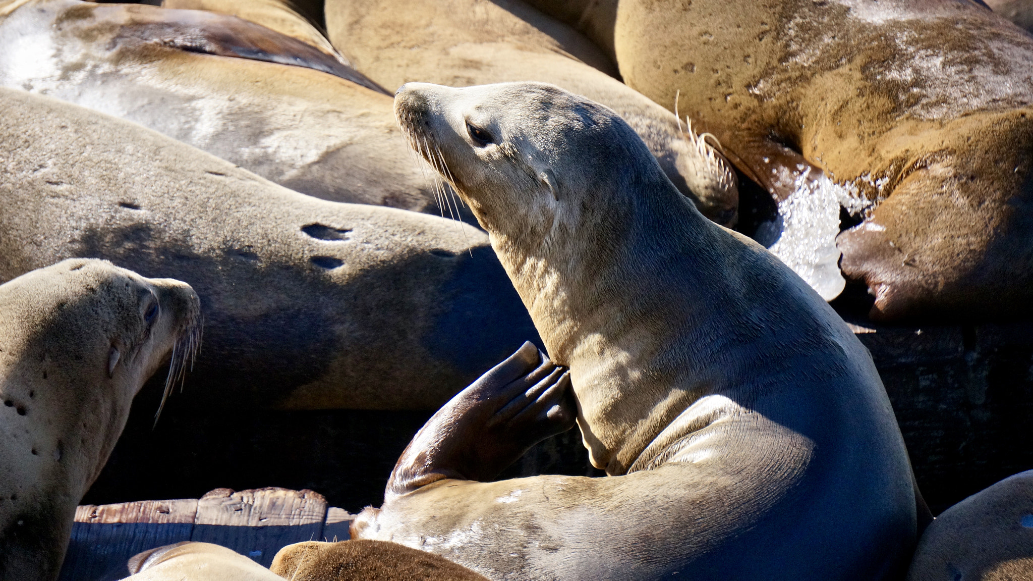 Sony Alpha NEX-5R sample photo. Sea lion photography