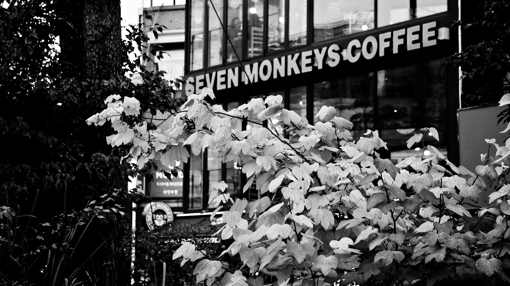 Sony Alpha NEX-5R sample photo. Korea coffee photography
