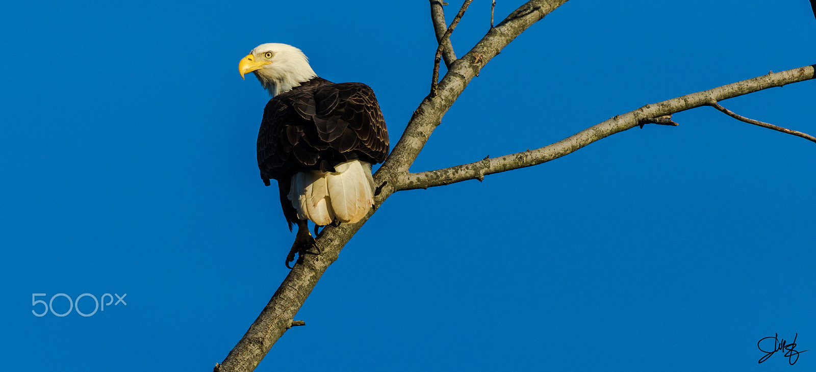 Canon EOS-1D X + Canon EF 600mm f/4L IS sample photo. Bald eagle photography