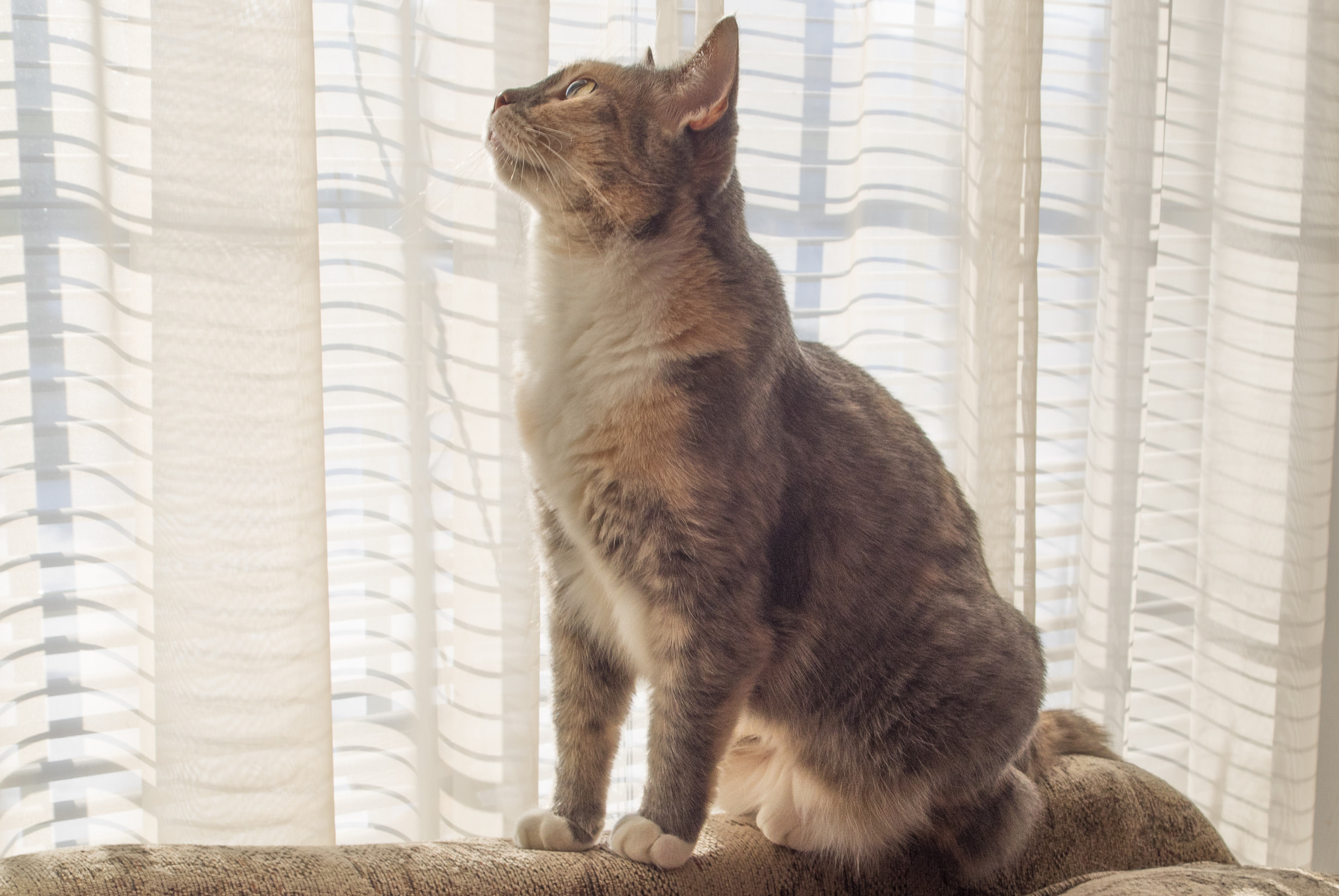 Olympus OM-D E-M1 sample photo. Lucy photography