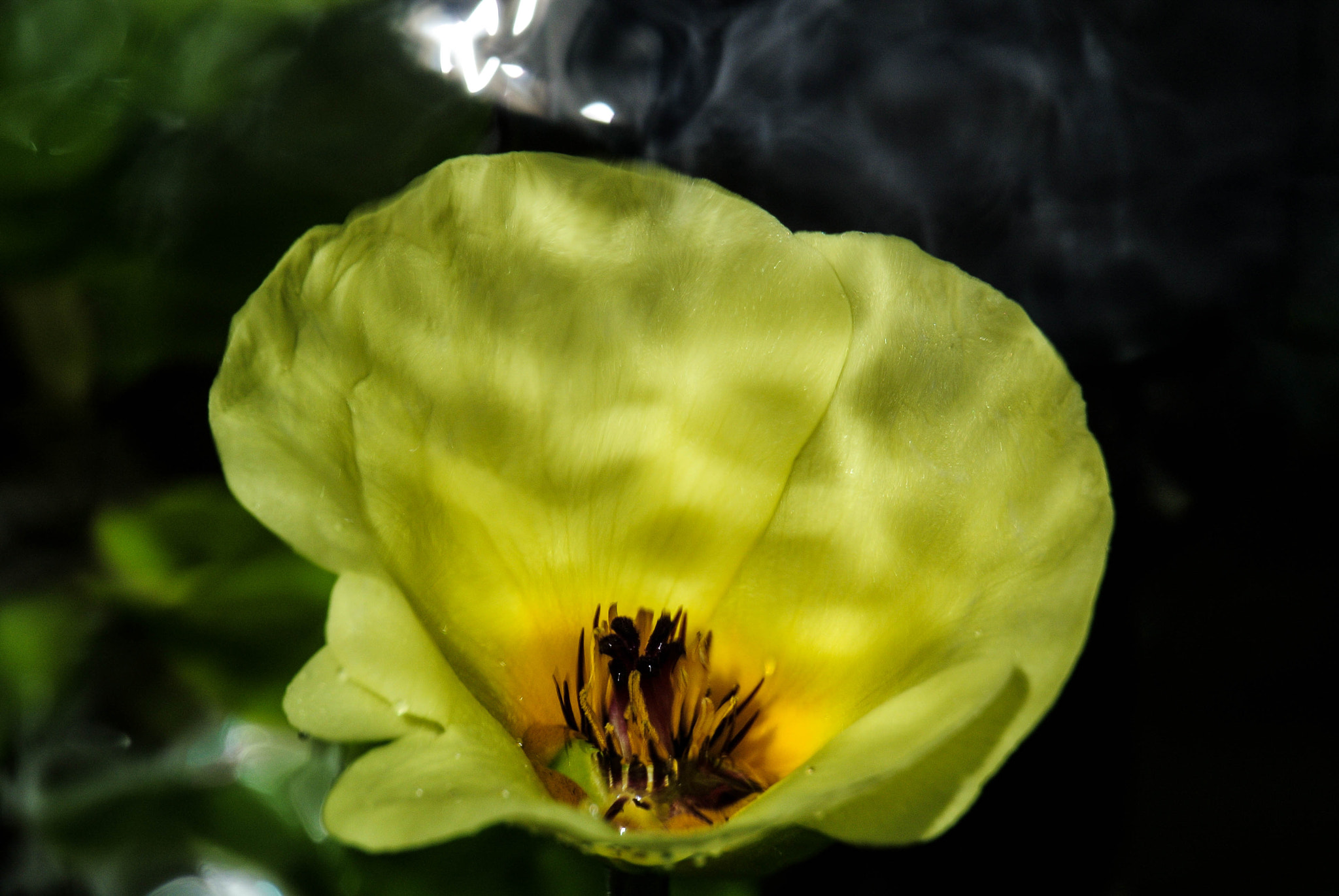 Nikon 1 Nikkor VR 30-110mm F3.8-5.6 sample photo. Under the water photography