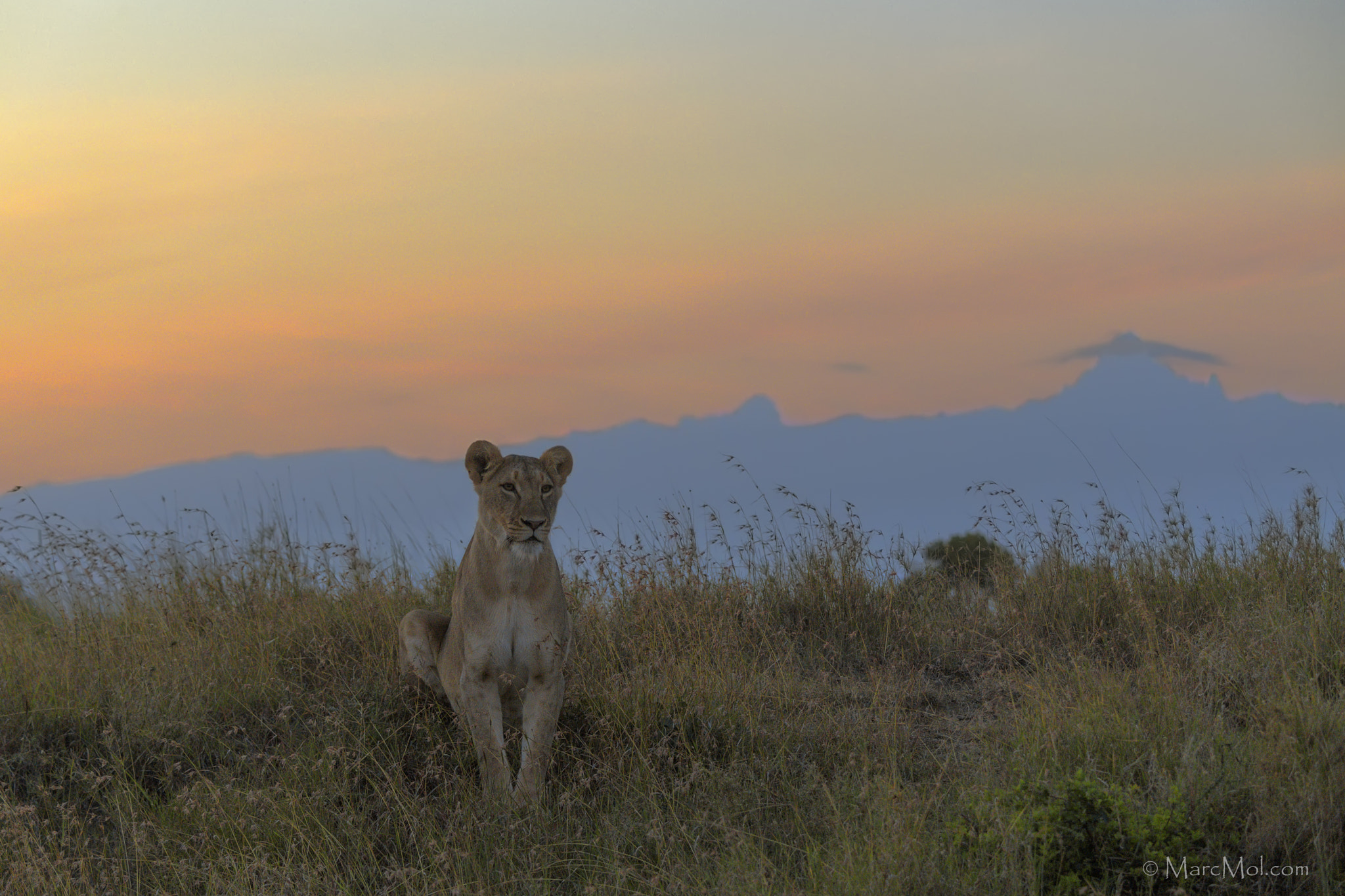 Nikon D5 sample photo. Lioness dawn over mt kenya photography