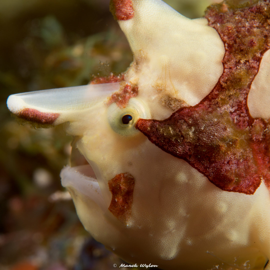 Nikon AF-S Micro-Nikkor 60mm F2.8G ED sample photo. Warty frogfish | fiji | 2014.11.04 photography