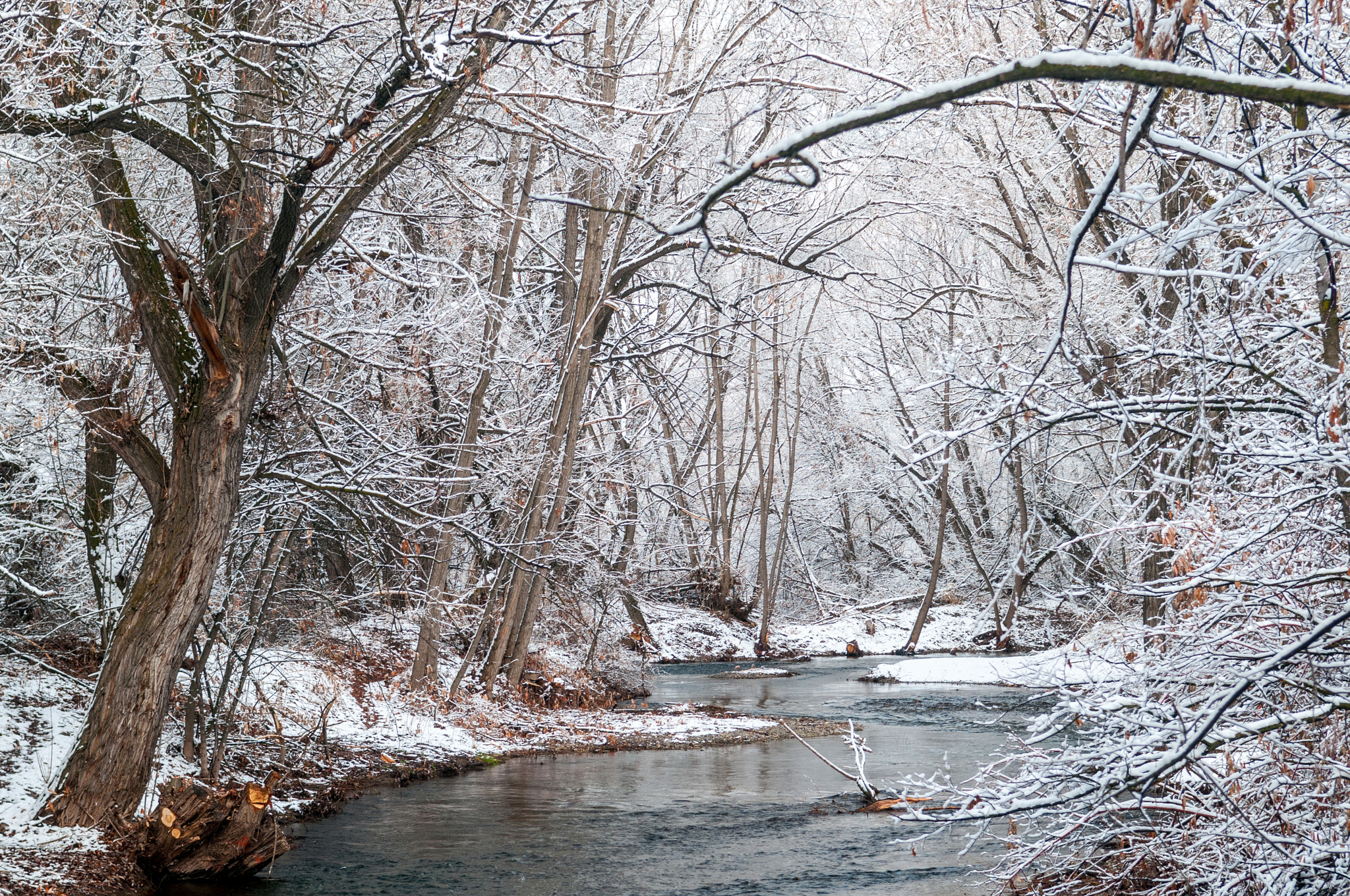 Nikon D300 sample photo. Winter in logan photography