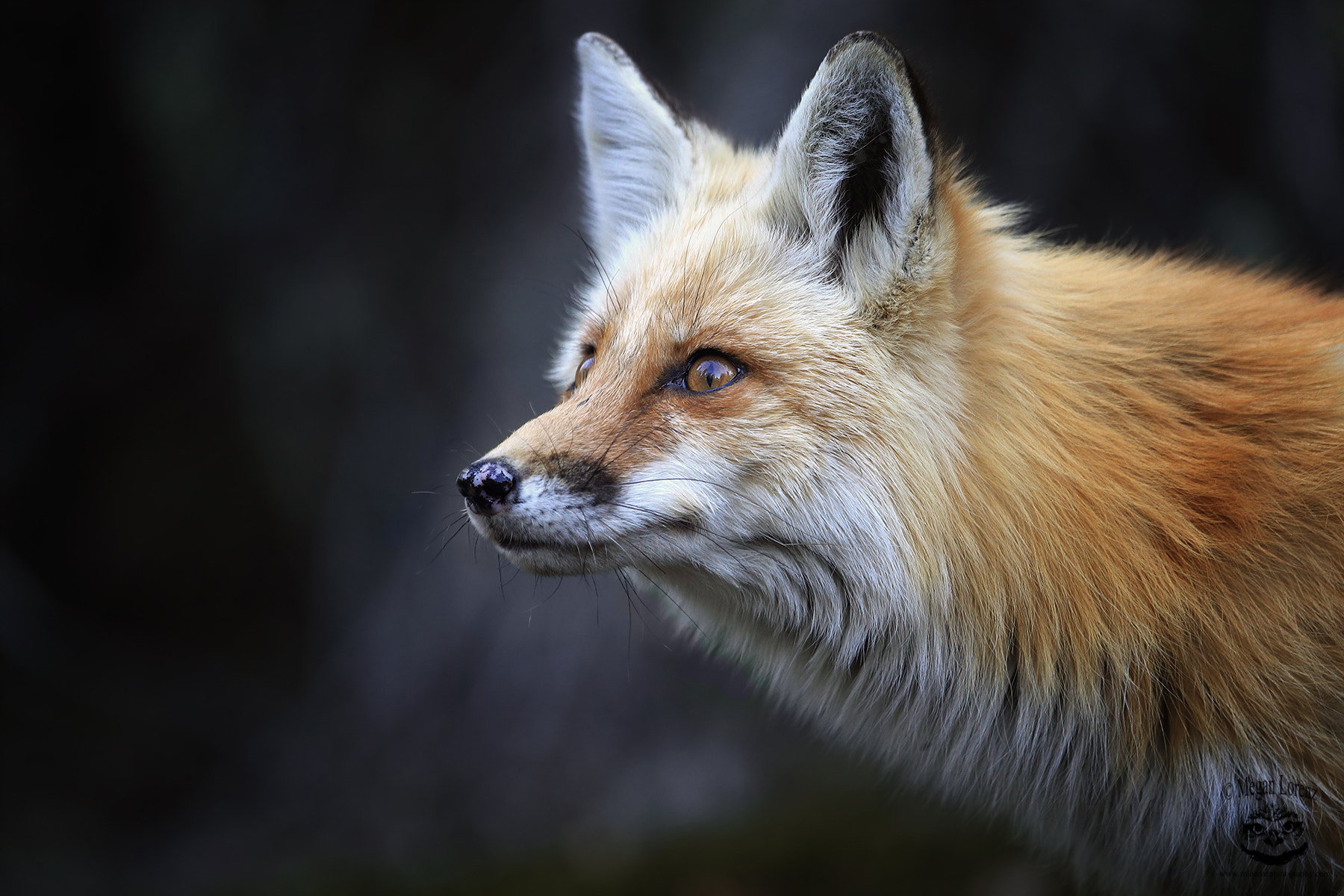 Canon EF 100-400mm F4.5-5.6L IS USM sample photo. Windows to the soul photography