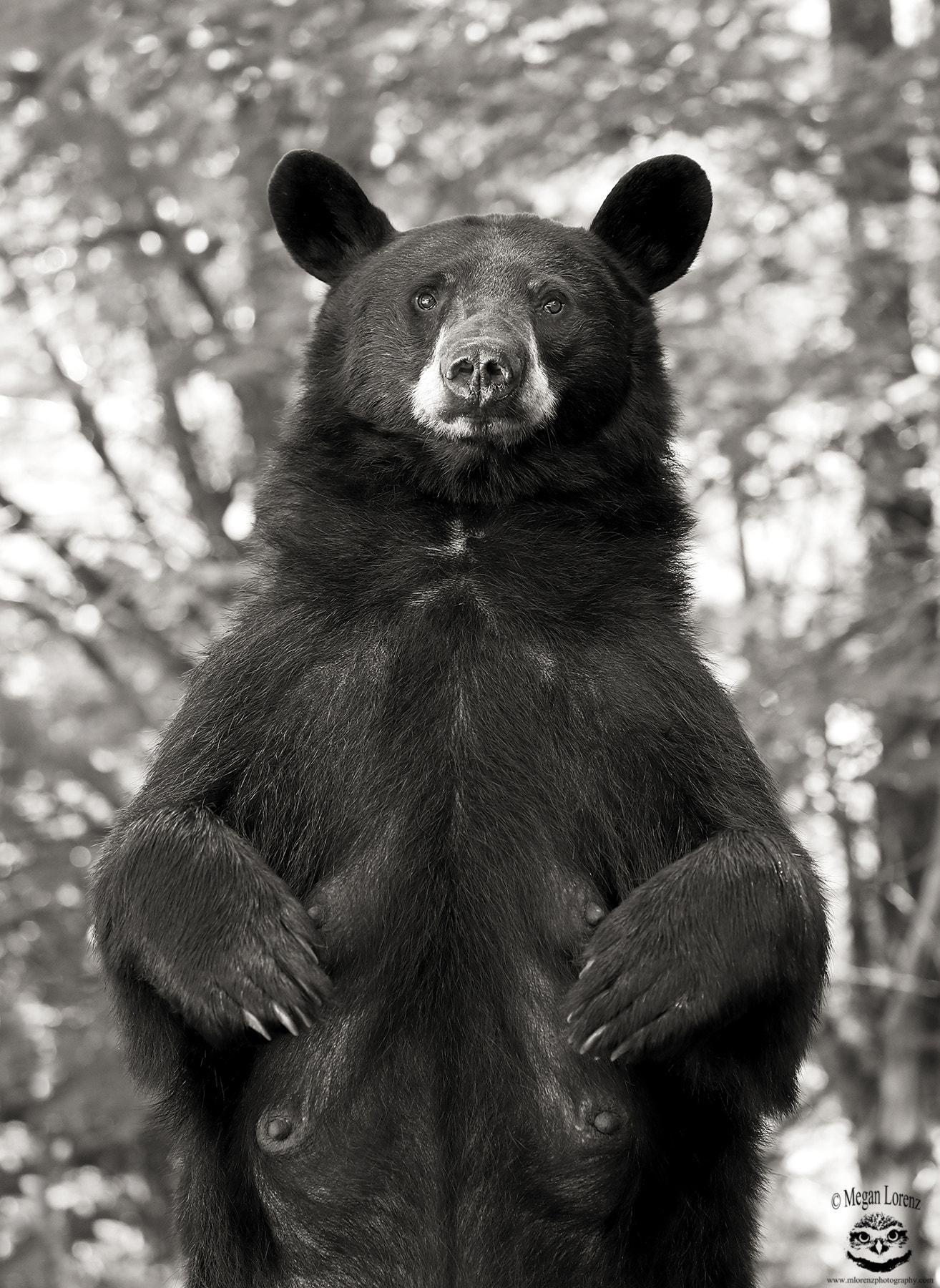 Canon EOS-1D X Mark II sample photo. Zombie bear photography