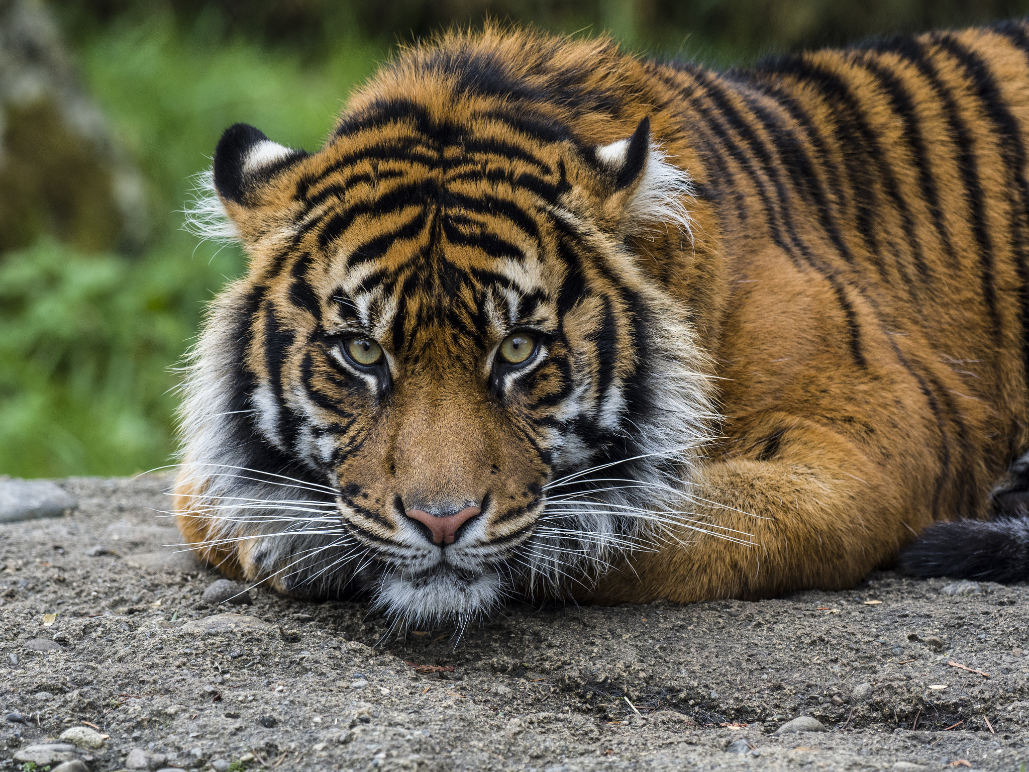 Olympus OM-D E-M1 Mark II + OLYMPUS M.300mm F4.0 sample photo. Tiger's watch photography