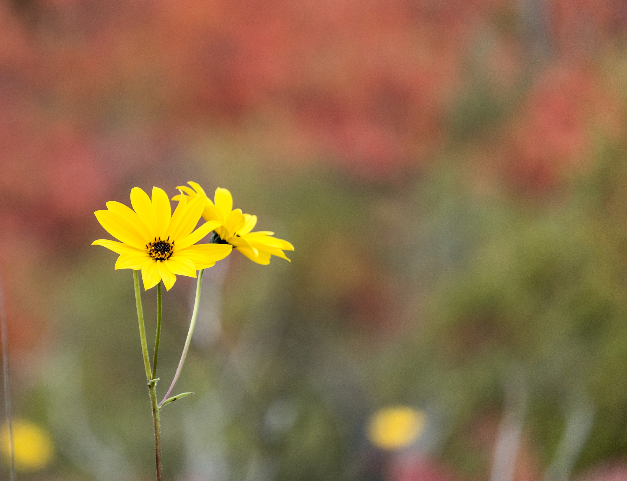 Canon EF-S 55-250mm F4-5.6 IS STM sample photo. Yellow flower in fall photography