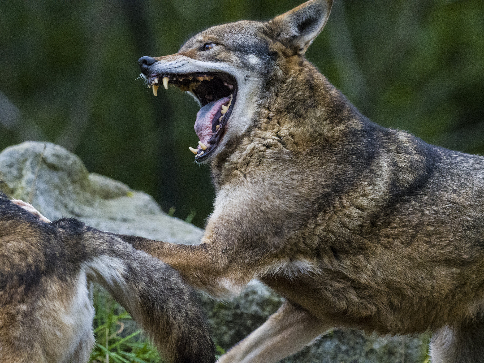 Olympus OM-D E-M1 Mark II + OLYMPUS M.300mm F4.0 sample photo. Red wolf photography