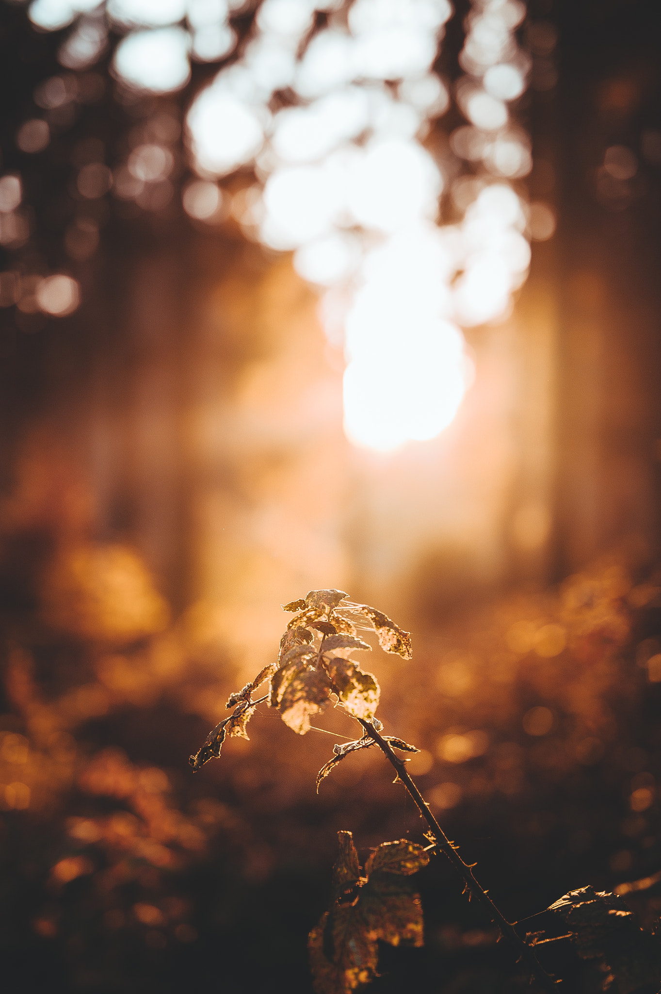 Nikon D700 + Sigma 50mm F1.4 DG HSM Art sample photo. Burning the year out photography