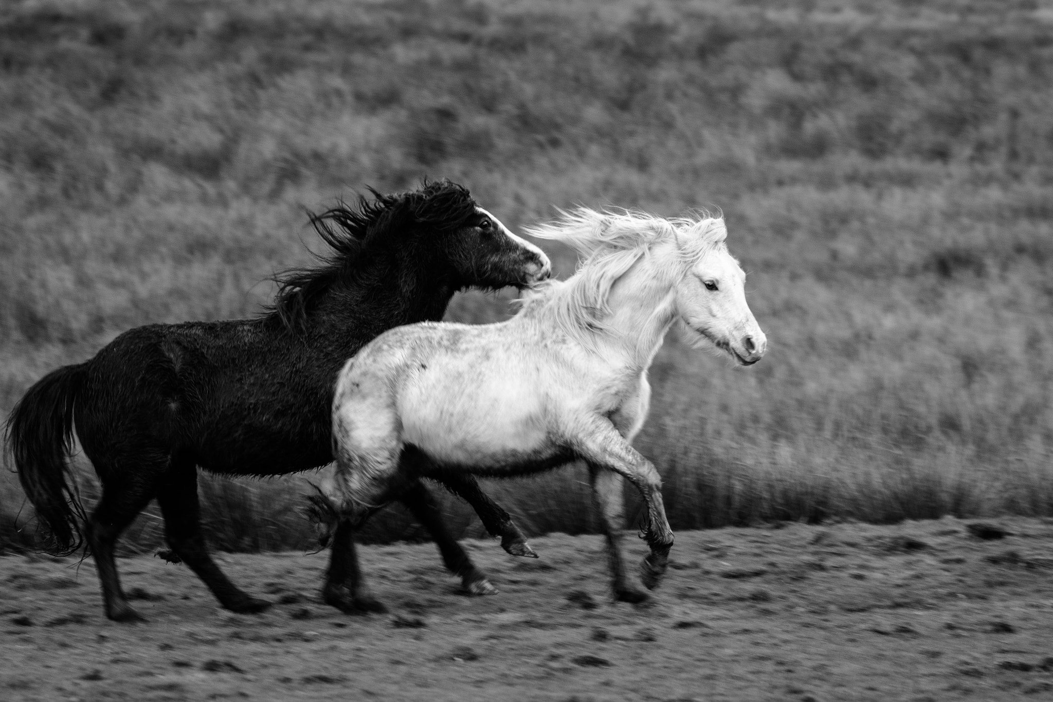 EF75-300mm f/4-5.6 sample photo. Black and white horses photography
