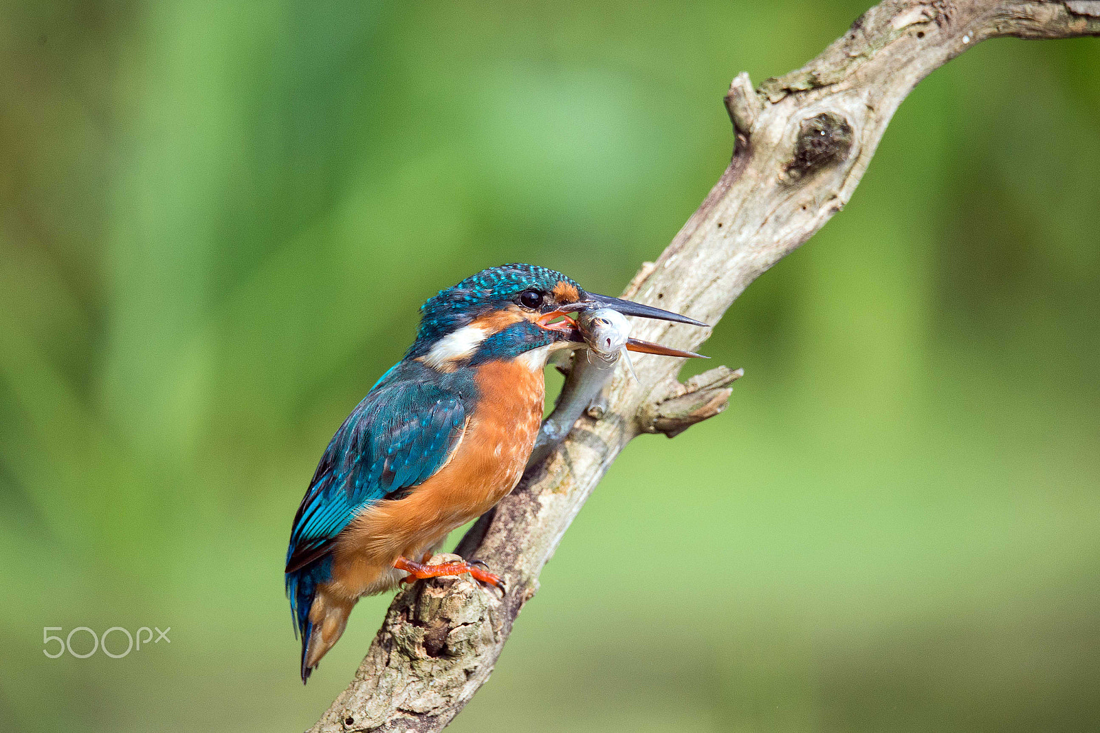Sigma 150-600mm F5-6.3 DG OS HSM | S sample photo. Kingfisher photography