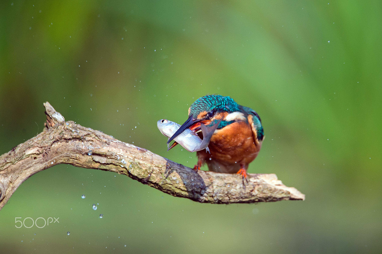 Sigma 150-600mm F5-6.3 DG OS HSM | S sample photo. Kingfisher photography
