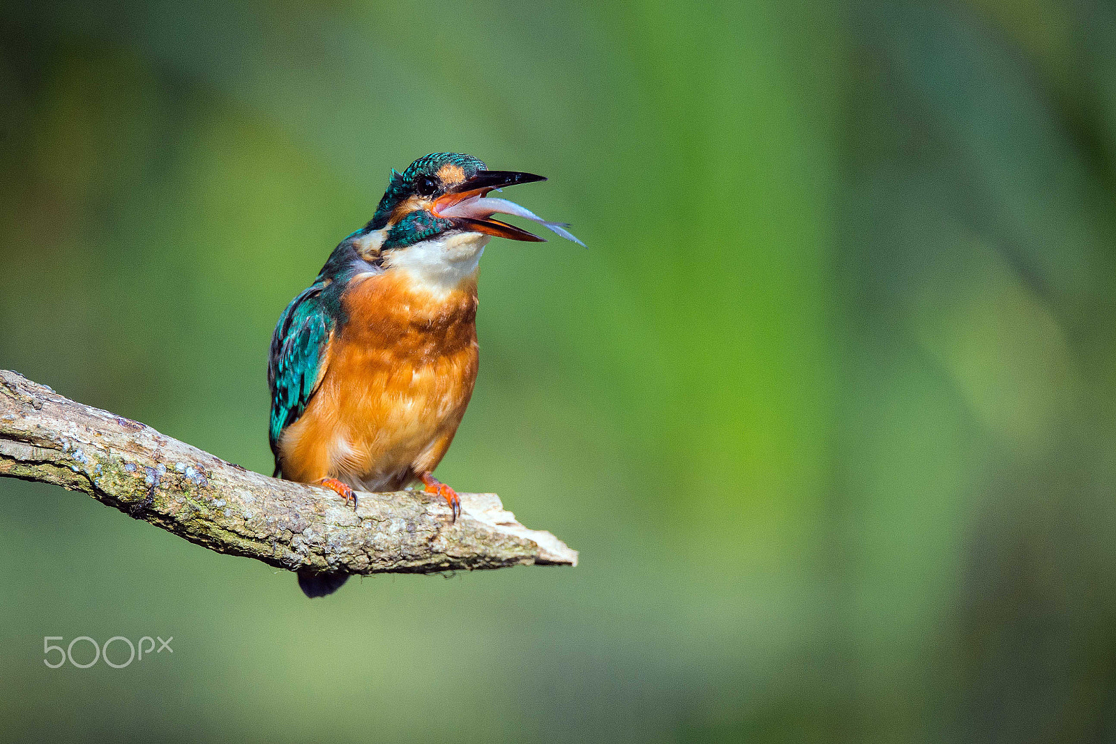 Sigma 150-600mm F5-6.3 DG OS HSM | S sample photo. Kingfisher photography