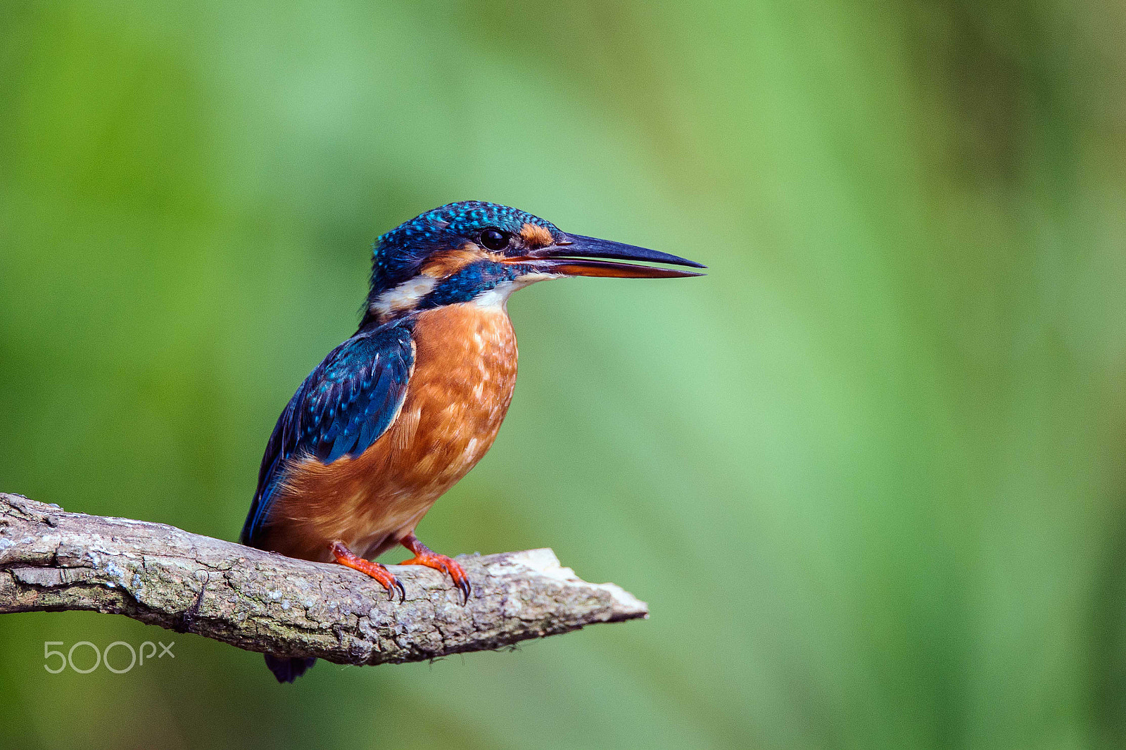 Sigma 150-600mm F5-6.3 DG OS HSM | S sample photo. Kingfisher photography