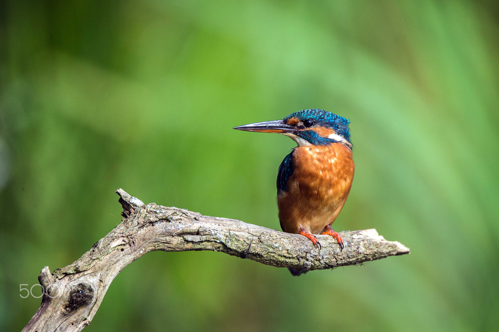 Sigma 150-600mm F5-6.3 DG OS HSM | S sample photo. Kingfisher photography