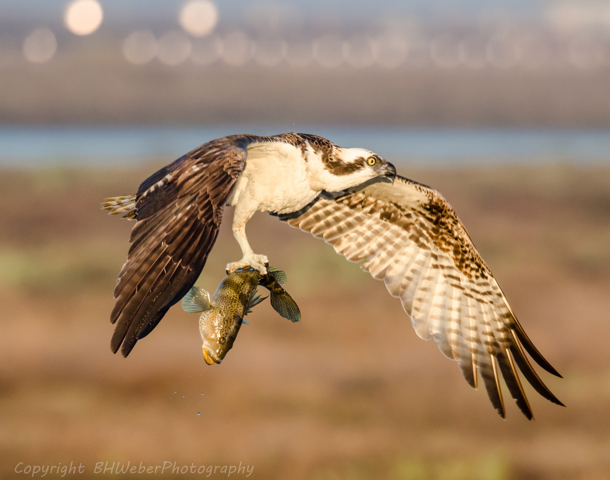 Nikon Nikkor AF-S 300mm F4E PF ED VR sample photo. Jan 1st morning catch photography