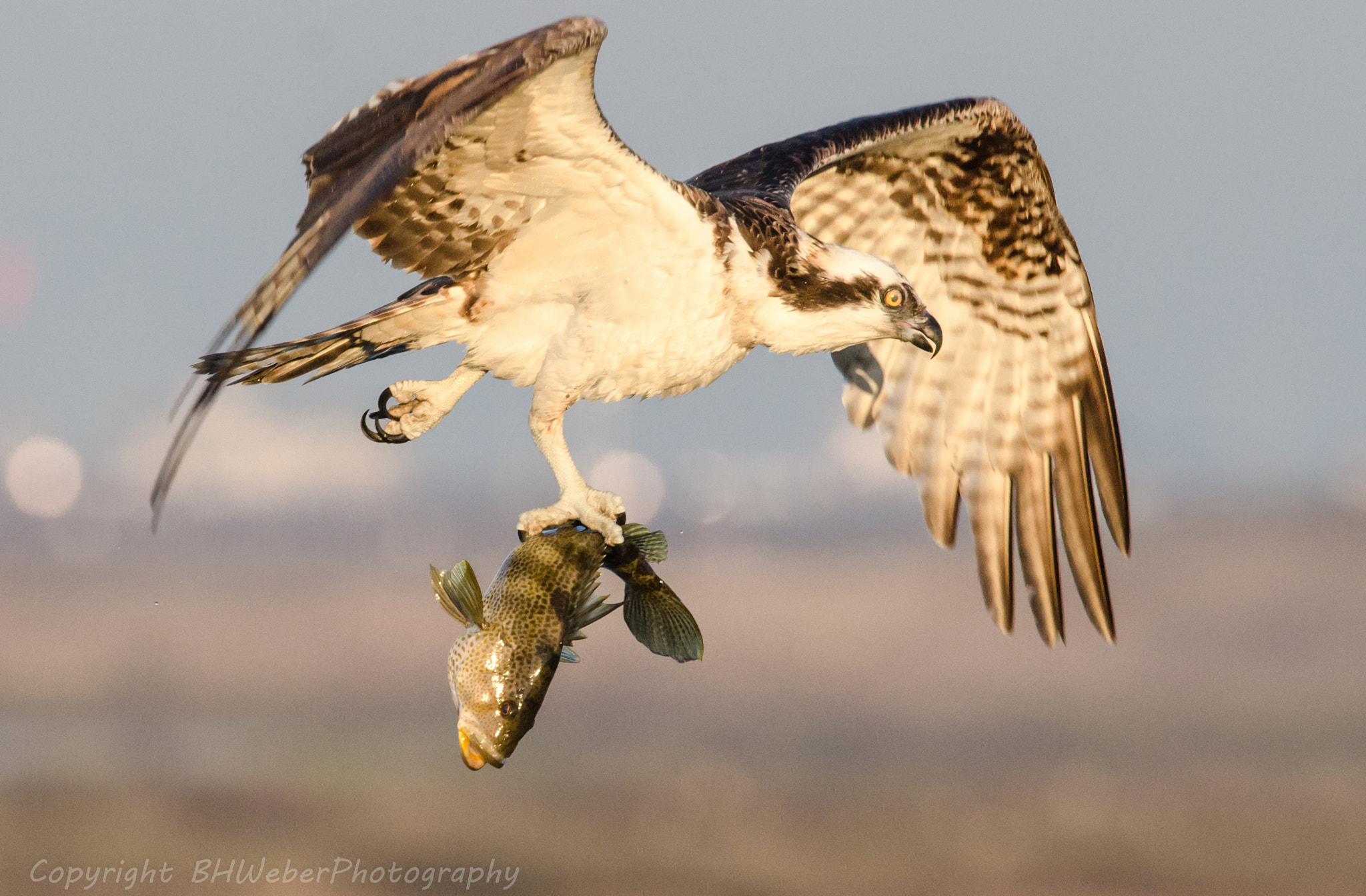 Nikon Nikkor AF-S 300mm F4E PF ED VR sample photo. First catch of the year photography