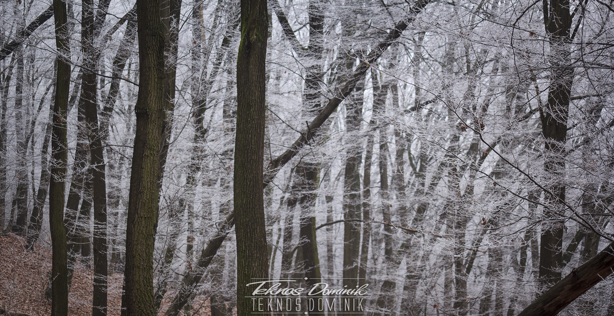 Sigma 55-200mm f/4-5.6 DC sample photo. Winter photography