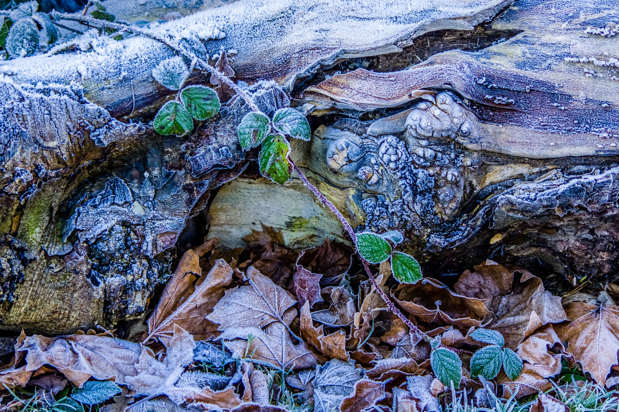 Pentax smc DA 50-200mm F4-5.6 ED WR sample photo. Winter's collage photography