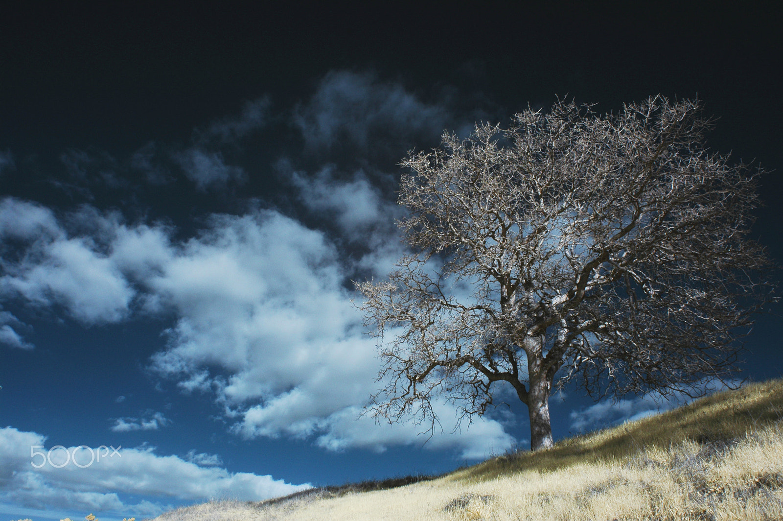 Nikon D70s sample photo. Infrared tree on the hill photography