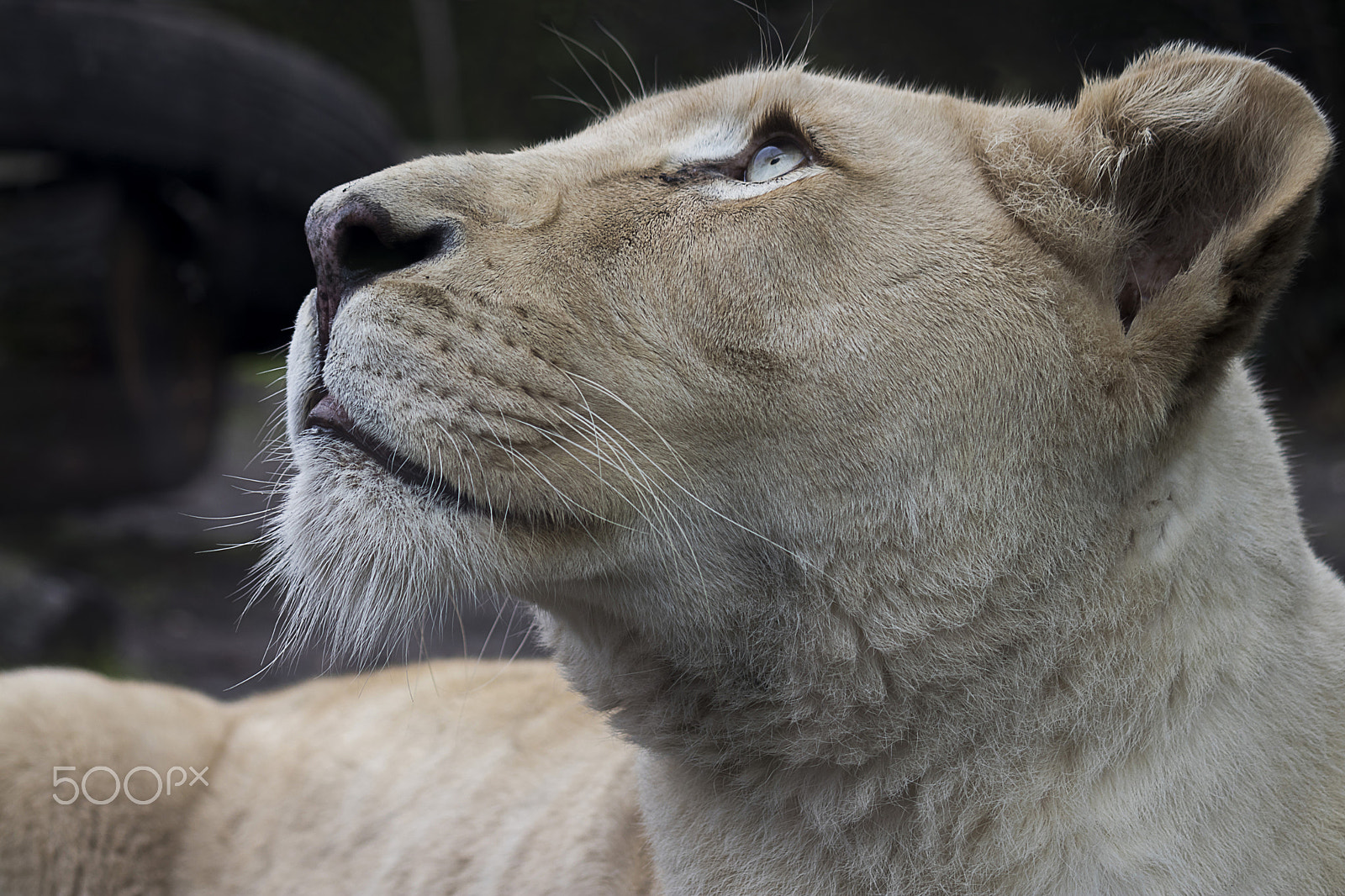 Canon EF-S 55-250mm F4-5.6 IS sample photo. Queen l photography