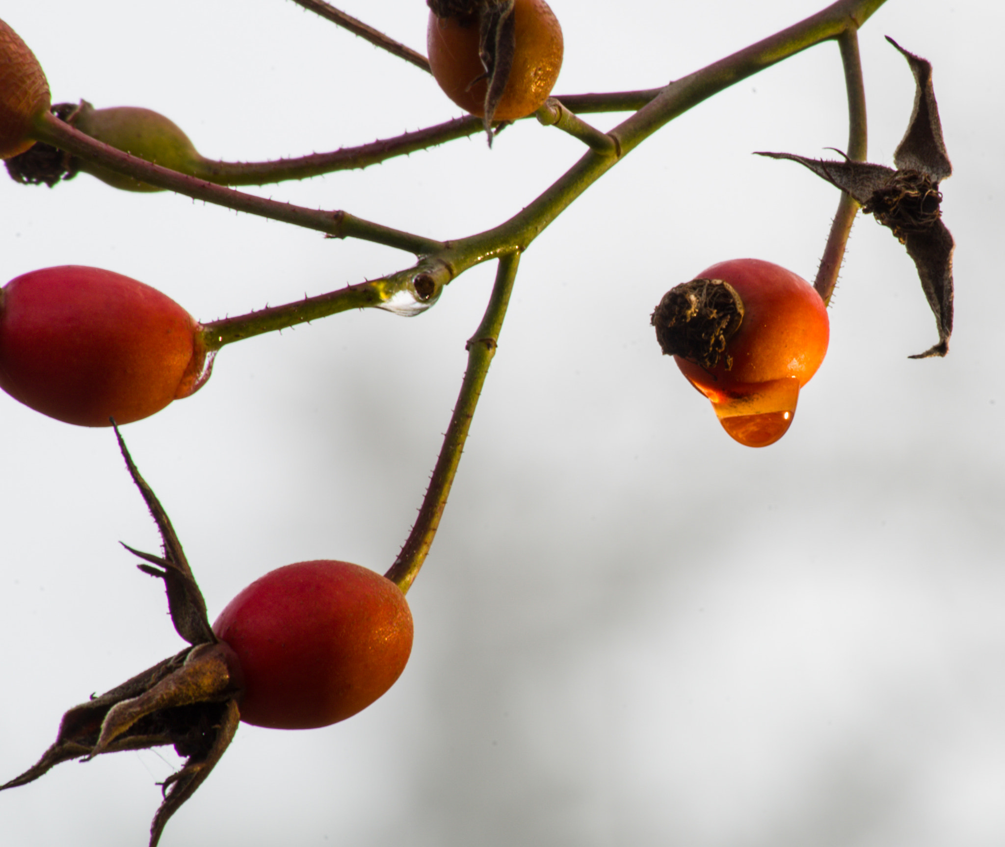 Pentax K-30 + Sigma sample photo