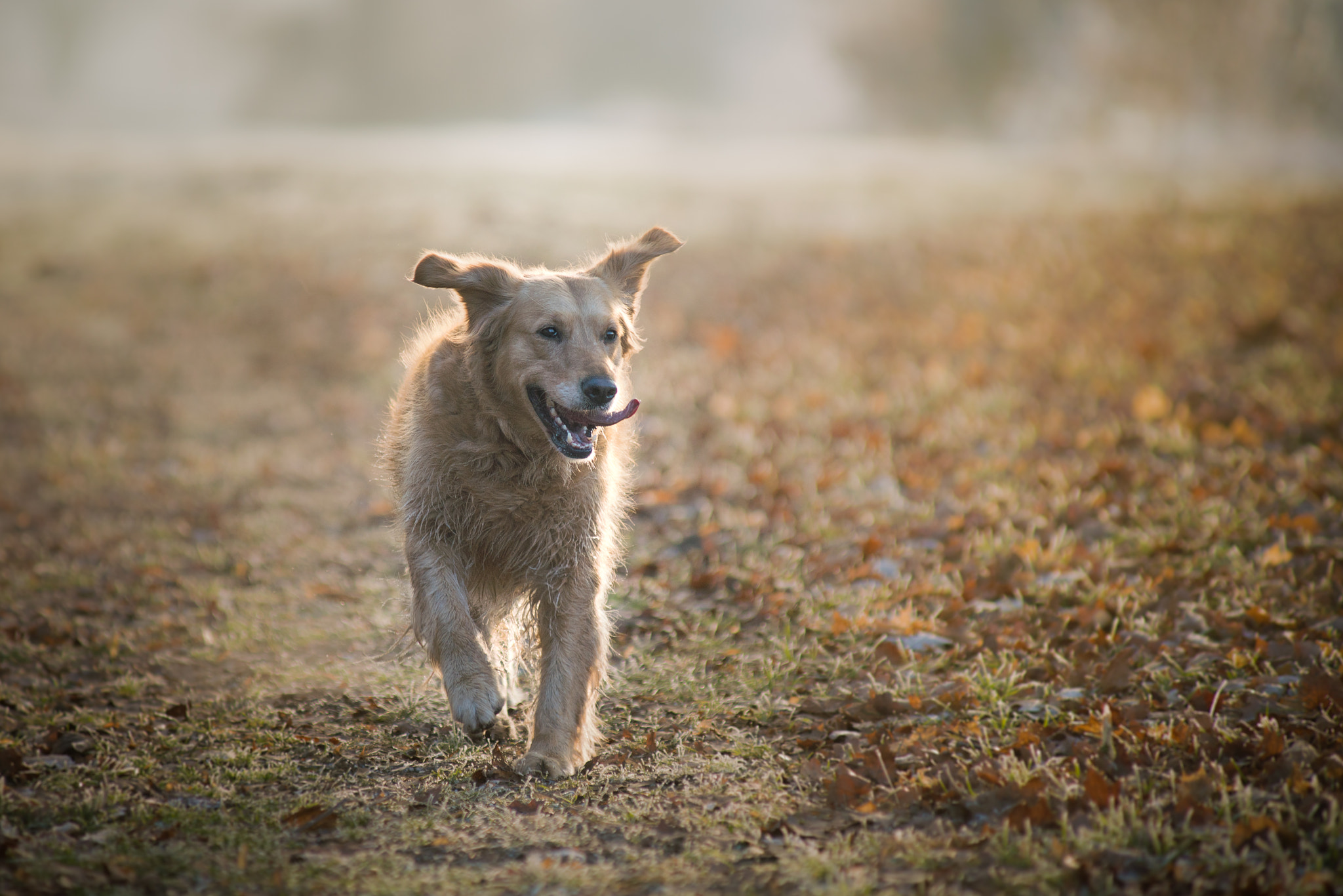 Sony a99 II + Minolta AF 80-200mm F2.8 HS-APO G sample photo. Fagi photography