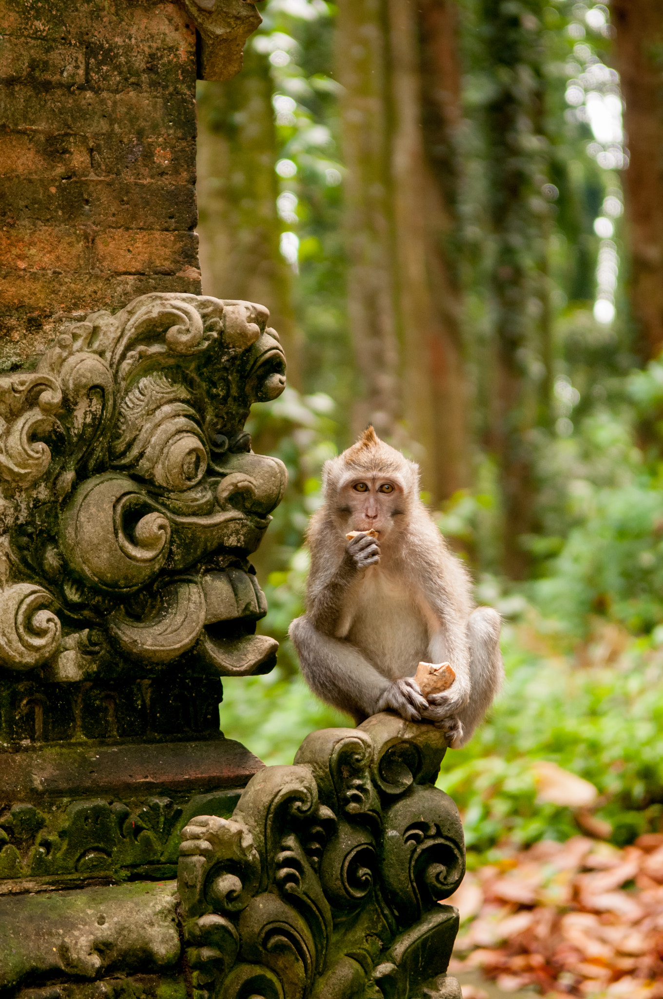Nikon D300 sample photo. Monkey having a snack photography