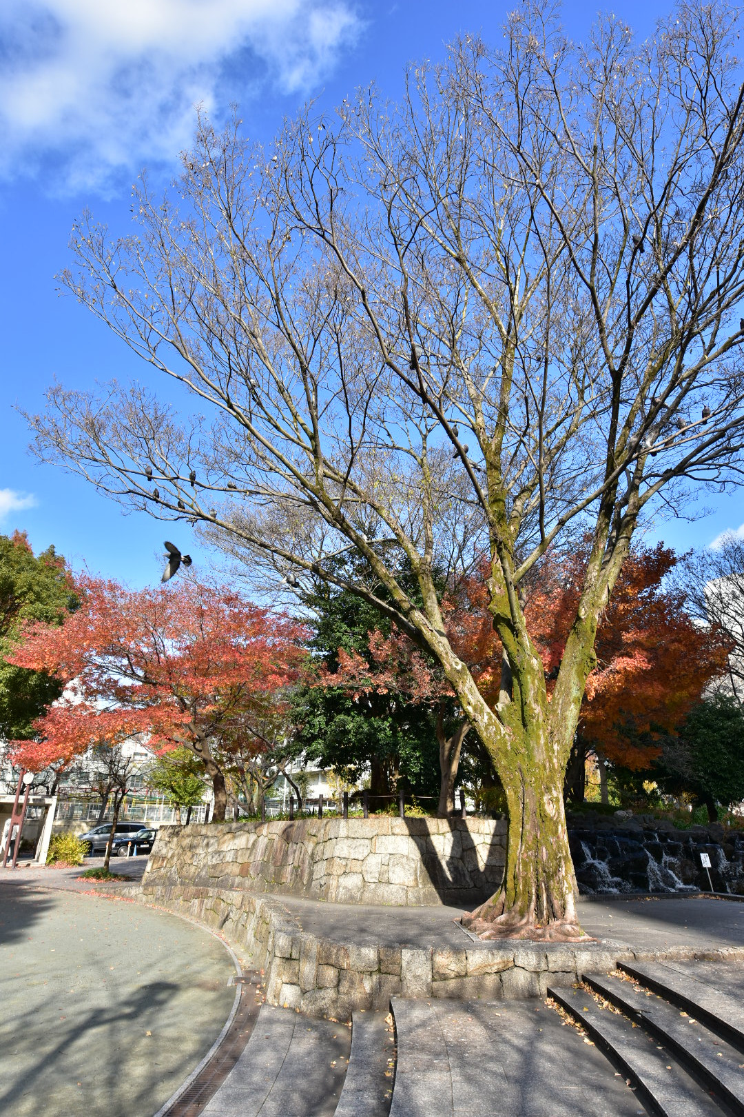 Nikon AF-S Nikkor 14-24mm F2.8G ED sample photo. Tree and birds photography
