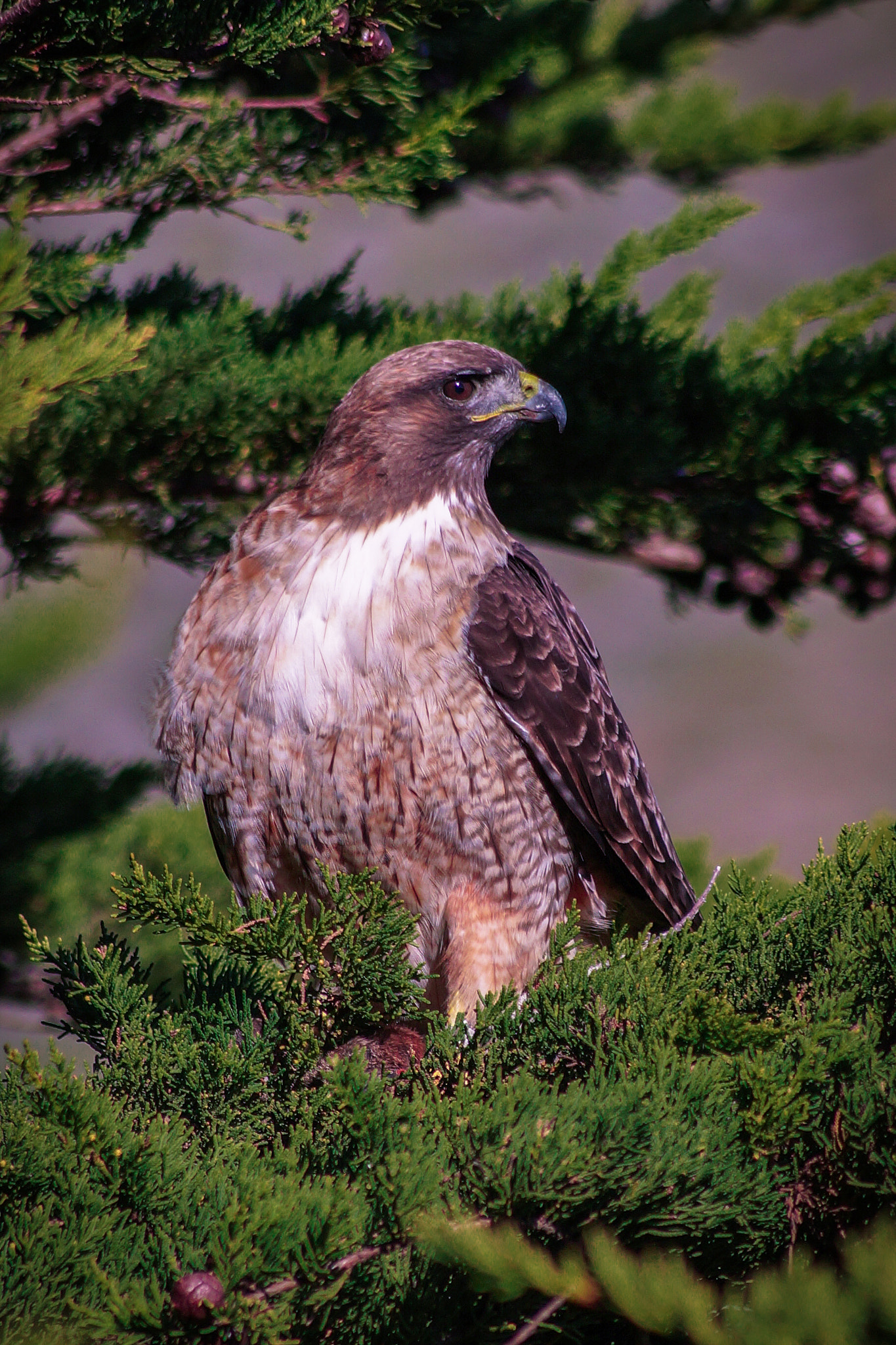 Sony SLT-A58 + Sony DT 55-200mm F4-5.6 SAM sample photo. Red-tailed hawk photography