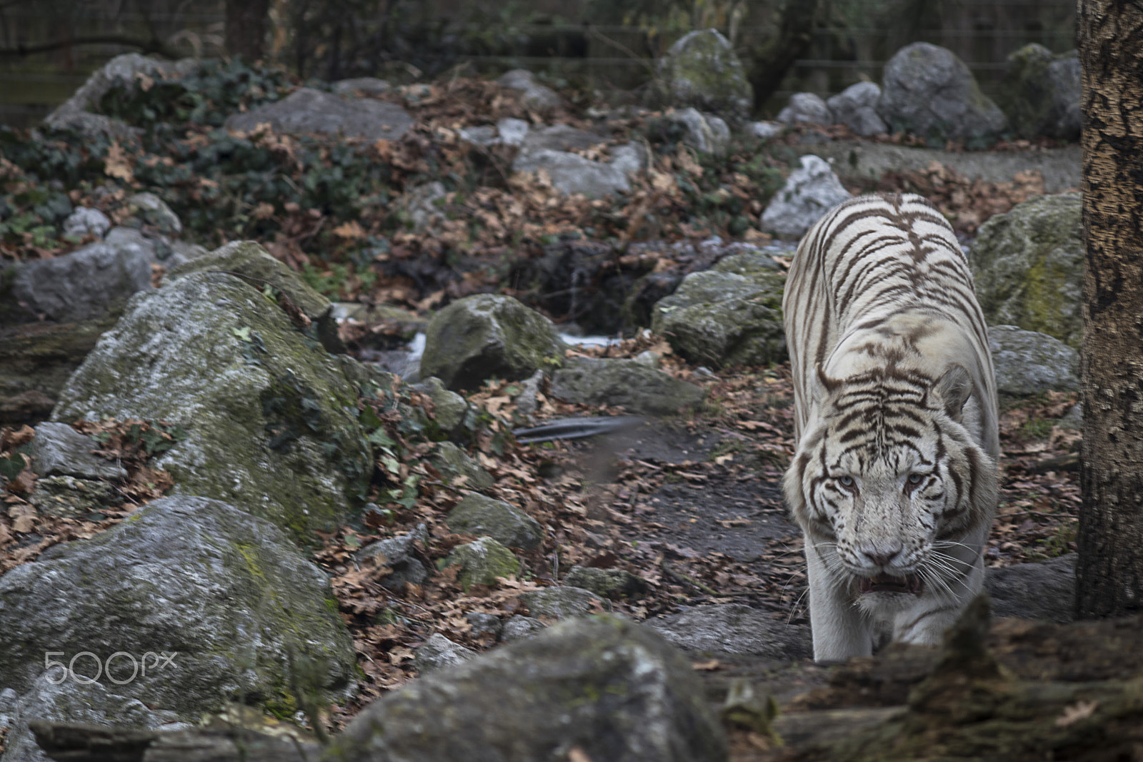 Canon EF-S 55-250mm F4-5.6 IS sample photo. Feline photography