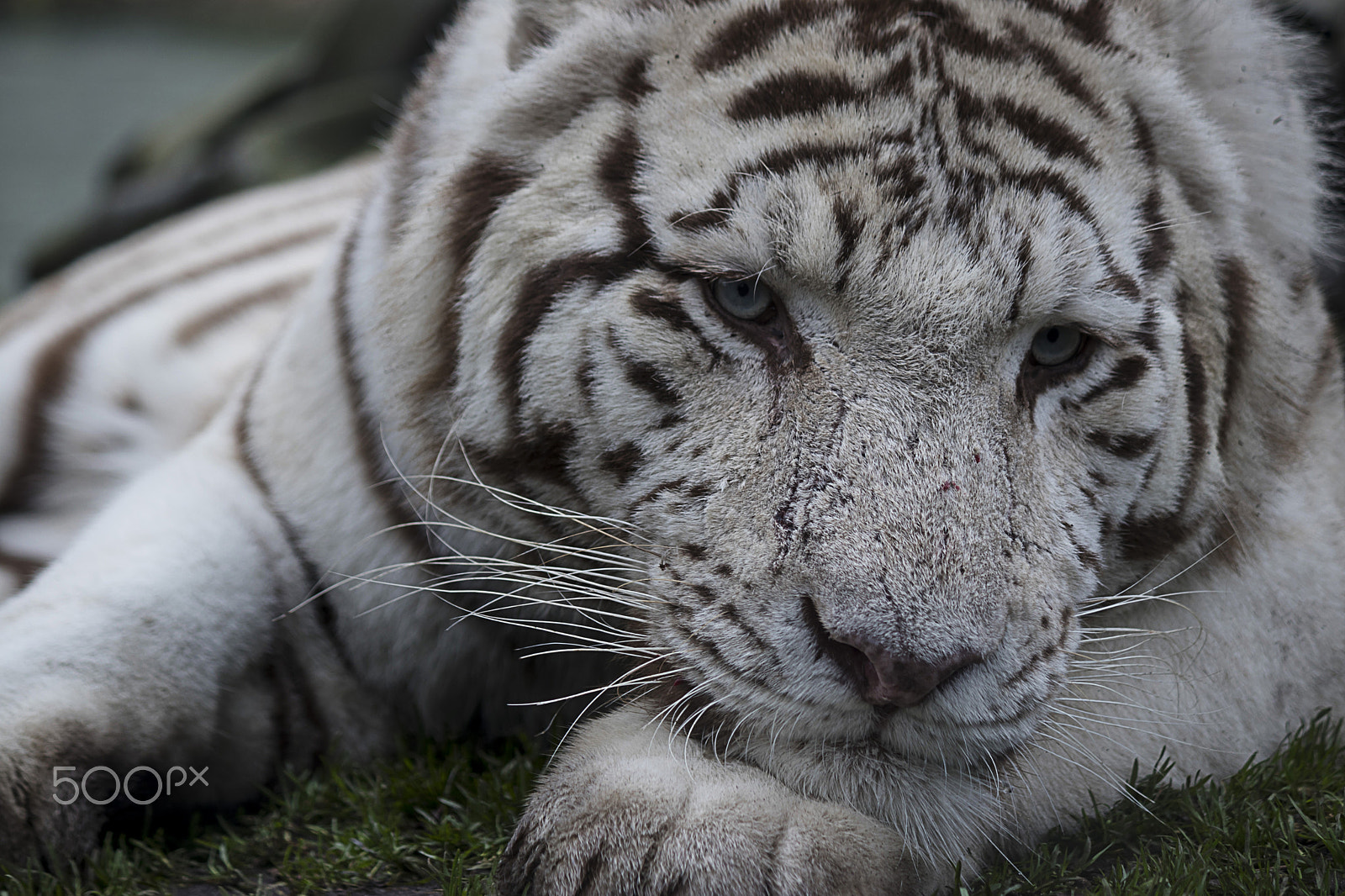 Canon EF-S 55-250mm F4-5.6 IS sample photo. Feline photography