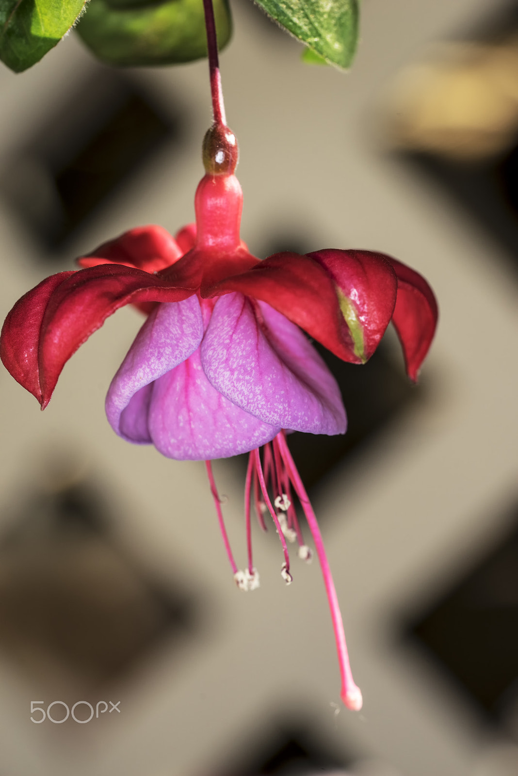 Sony a7R + Sony FE 90mm F2.8 Macro G OSS sample photo. "blue eyes" flower 1 photography