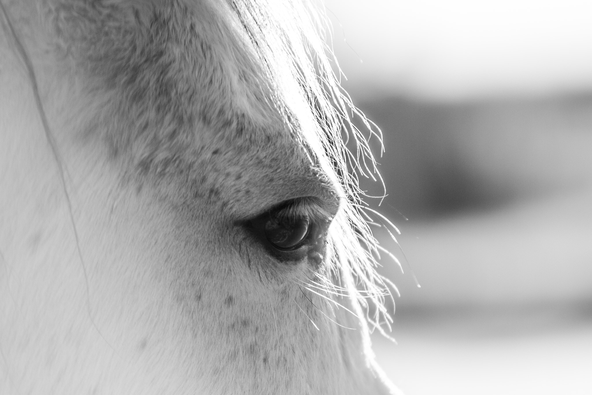 Sigma 70-200mm F2.8 EX DG OS HSM sample photo. Eye of a horse photography
