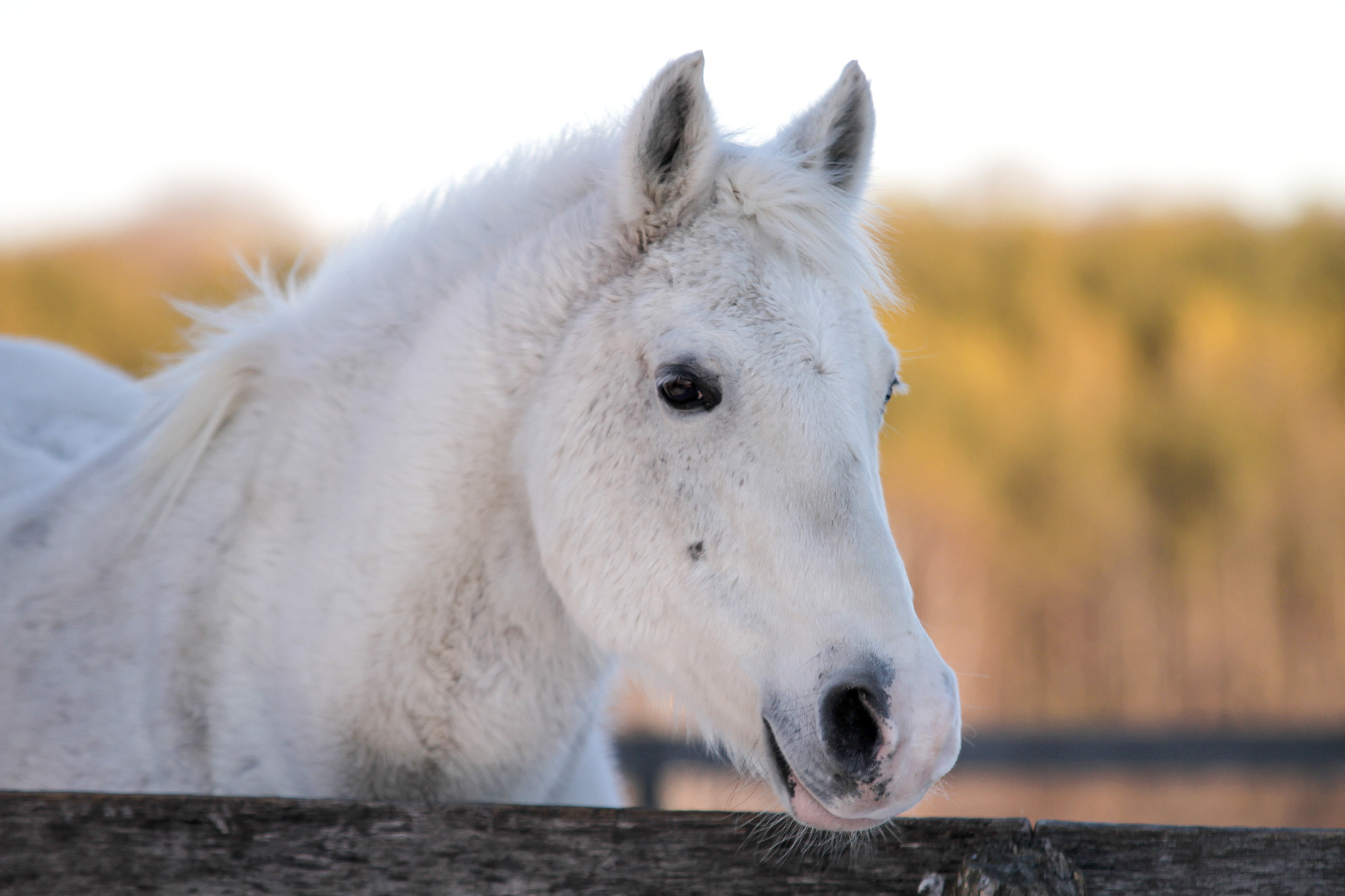 Sigma 70-200mm F2.8 EX DG OS HSM sample photo. Fuzzy mccool photography