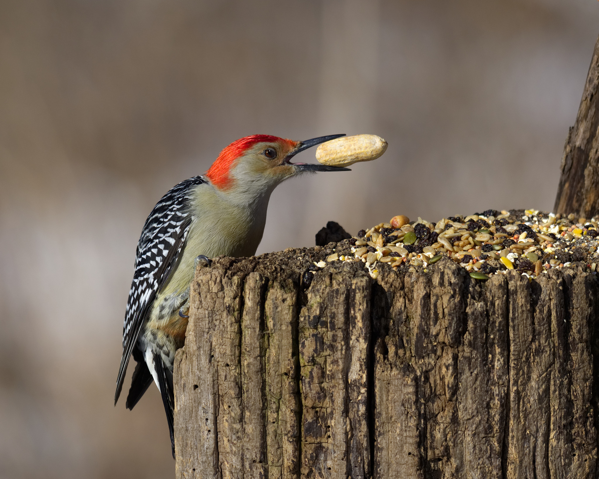Olympus M.Zuiko Digital 300mm F4 IS Pro sample photo. Woodpeckers eat peanuts photography
