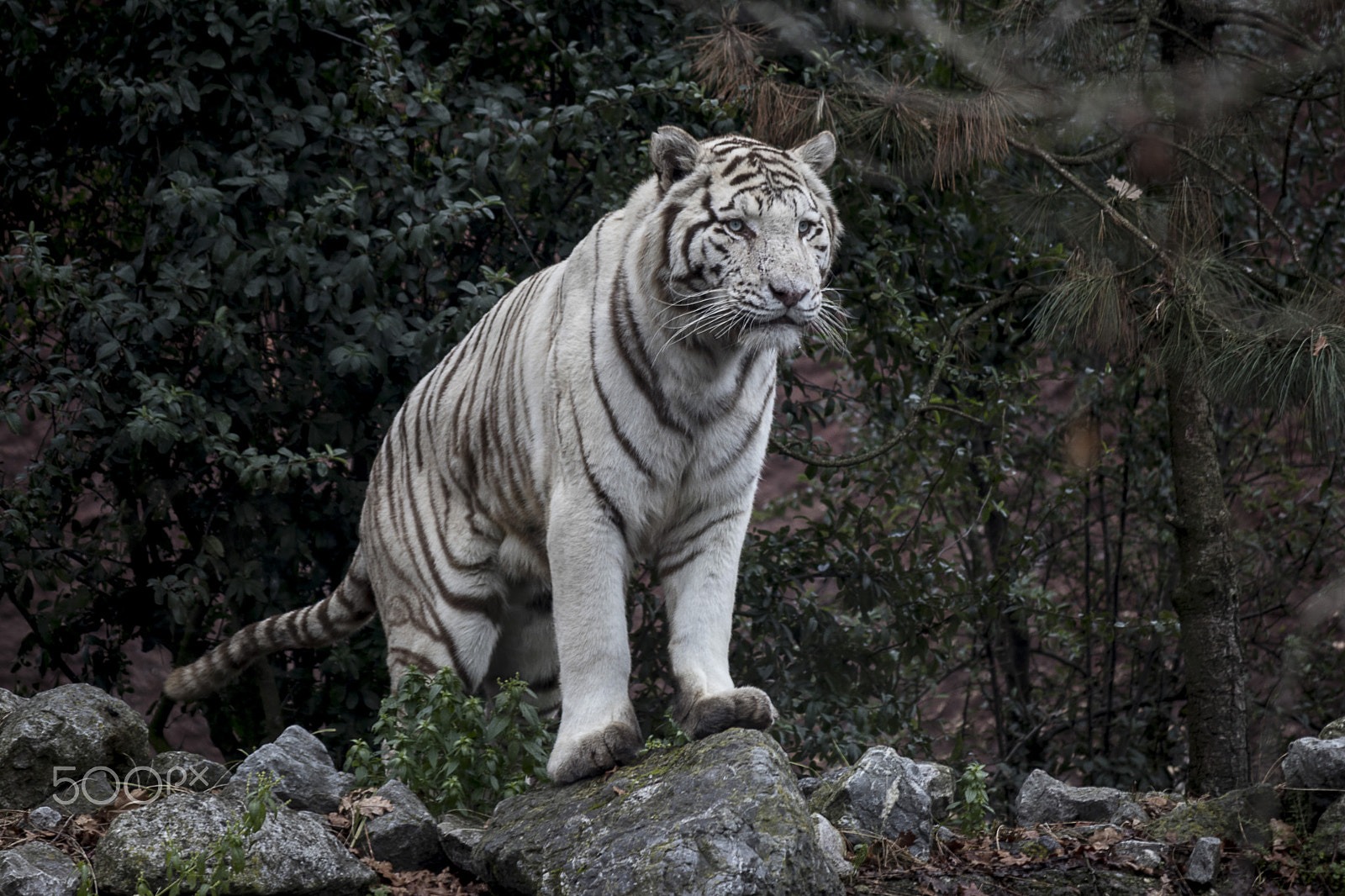 Canon EF-S 55-250mm F4-5.6 IS sample photo. Feline photography