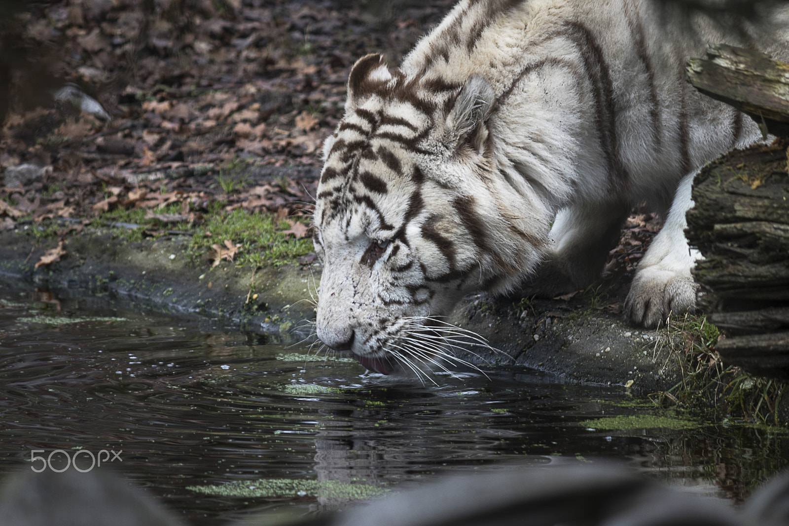 Canon EF-S 55-250mm F4-5.6 IS sample photo. Feline photography